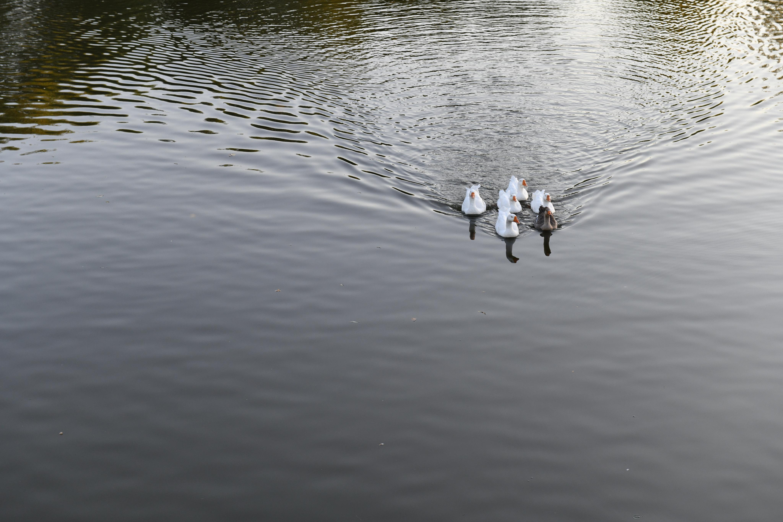 Алёна и Михаил Свадьба. Свадебный и портретный фотограф в Москве Галина Борисова