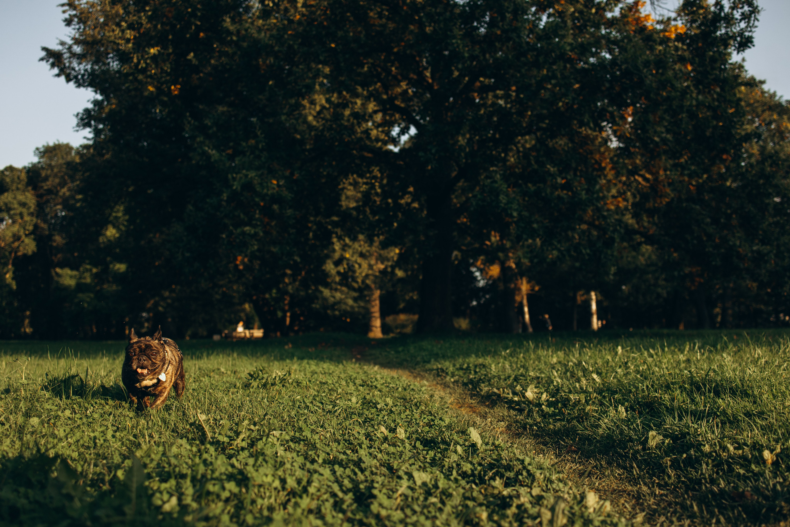 Олеся и Луи. Фотограф — Анималист | Санкт-Петербург