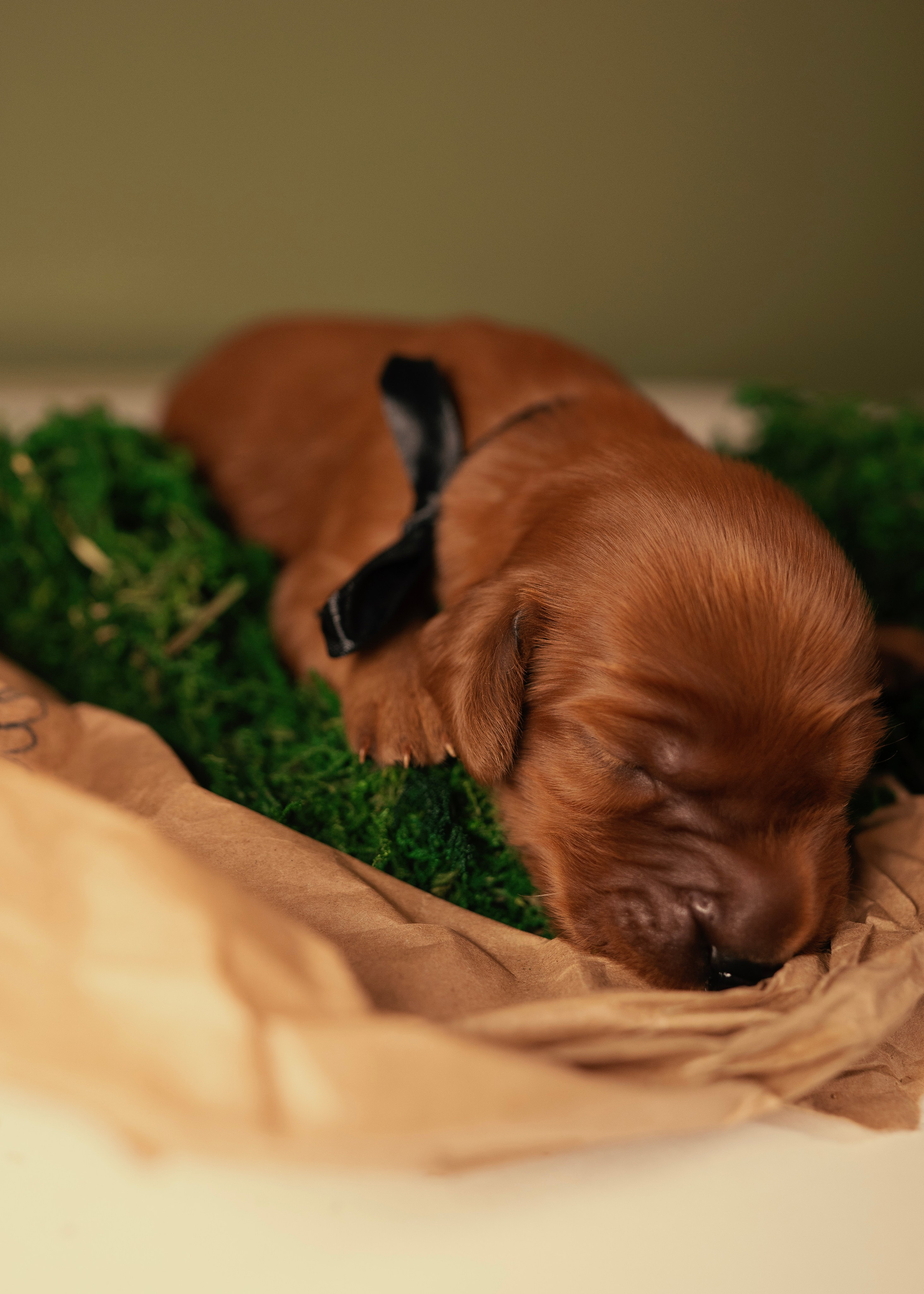 Красные ирландские сеттеры. Фотограф- анималист Александра Матвеева