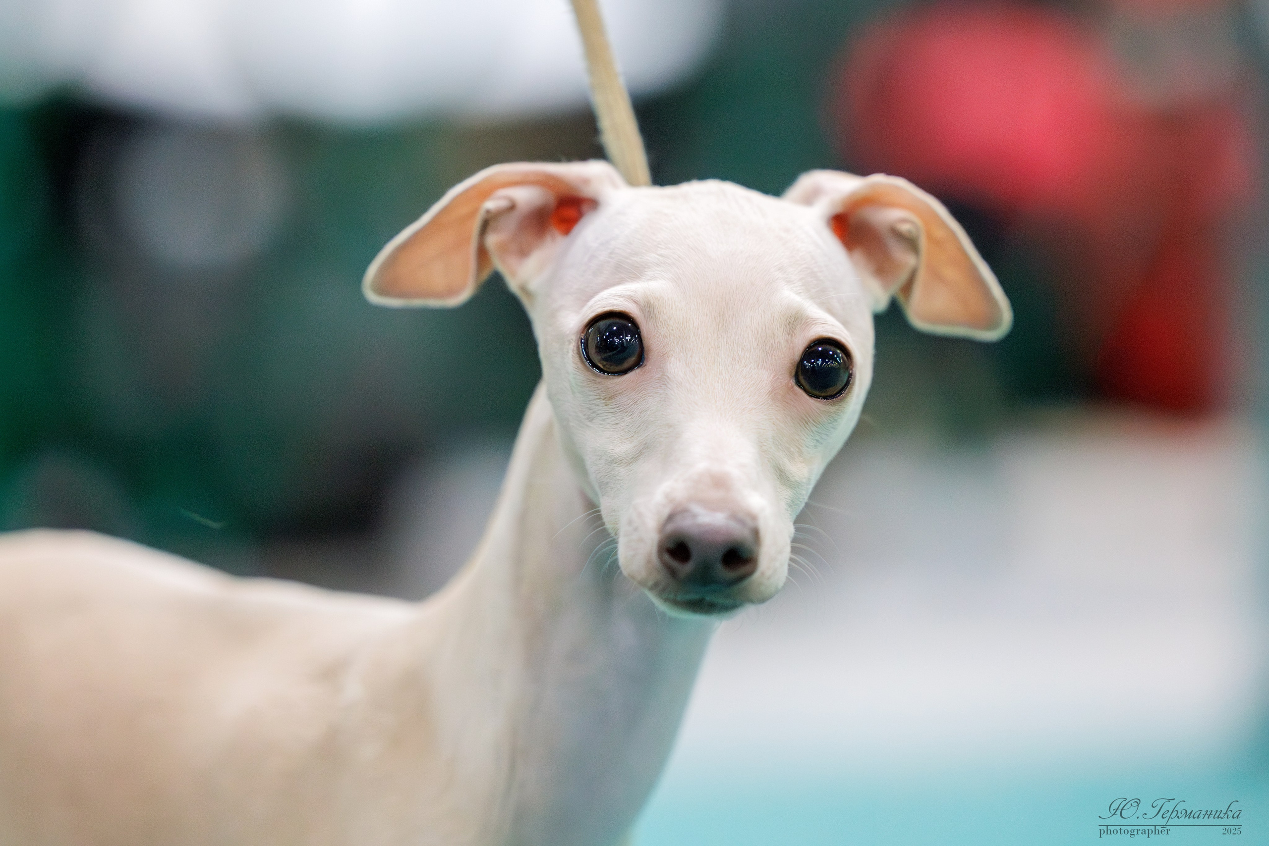 Гран-При 8.02.2025 и Крокус 09.02.2025. Фотограф-анималист Юлия Германика