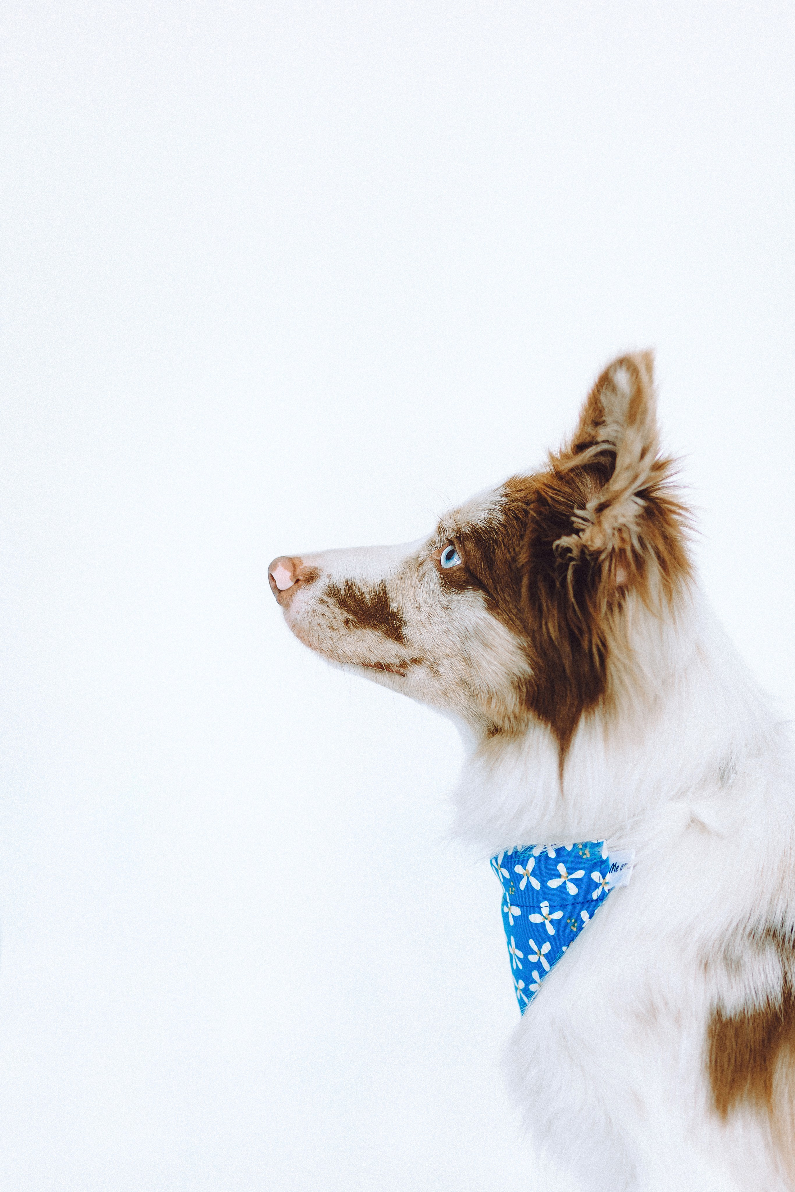 День рождения Айко