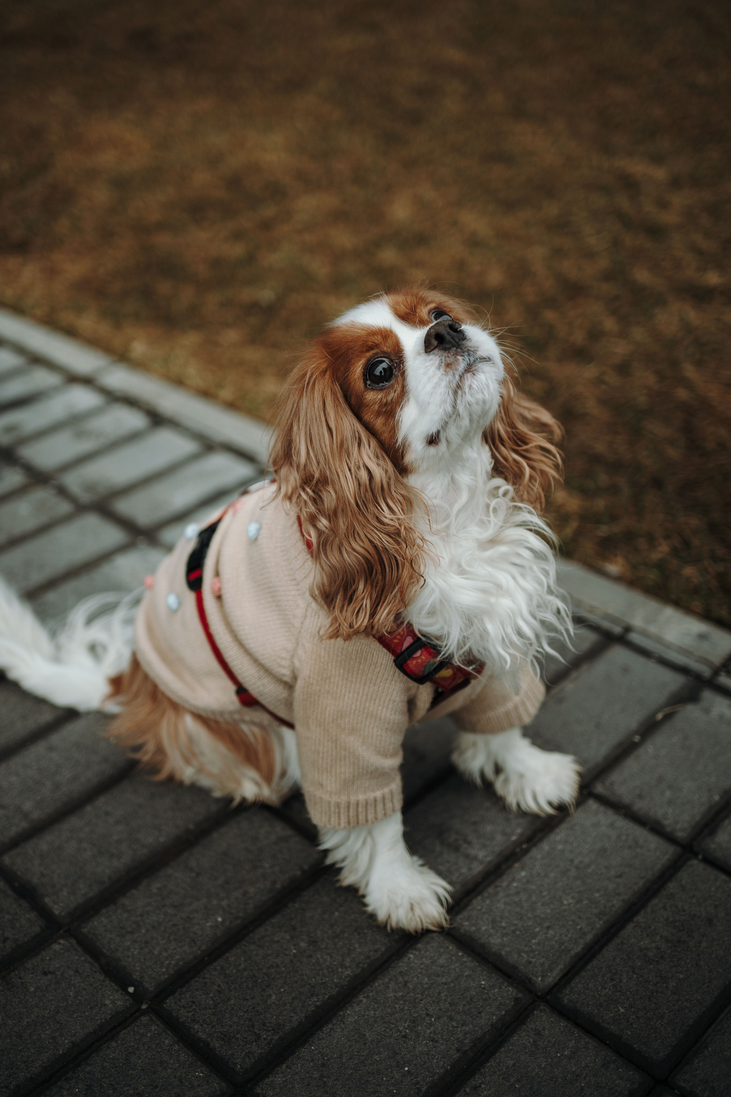 Любовь и Альтаир