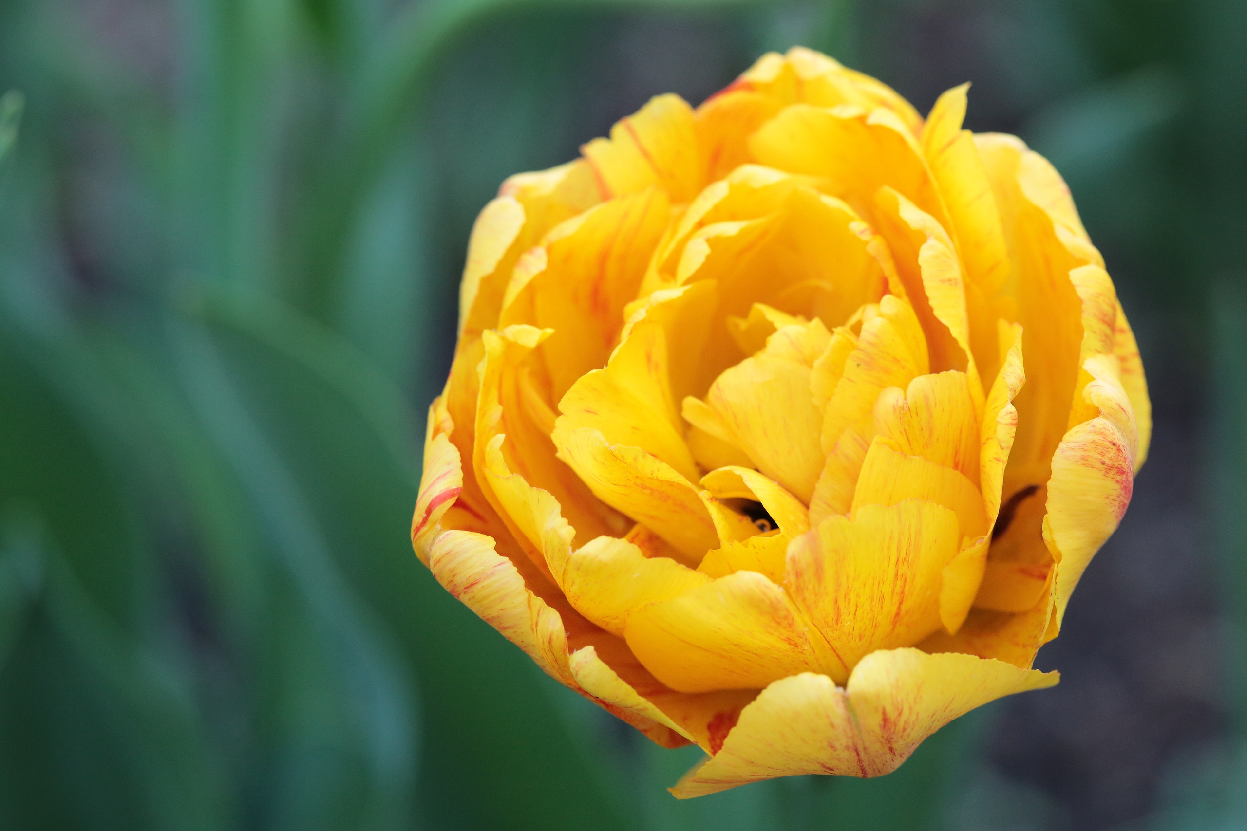 Фото Цветов. Студия Максима Белослюдцева