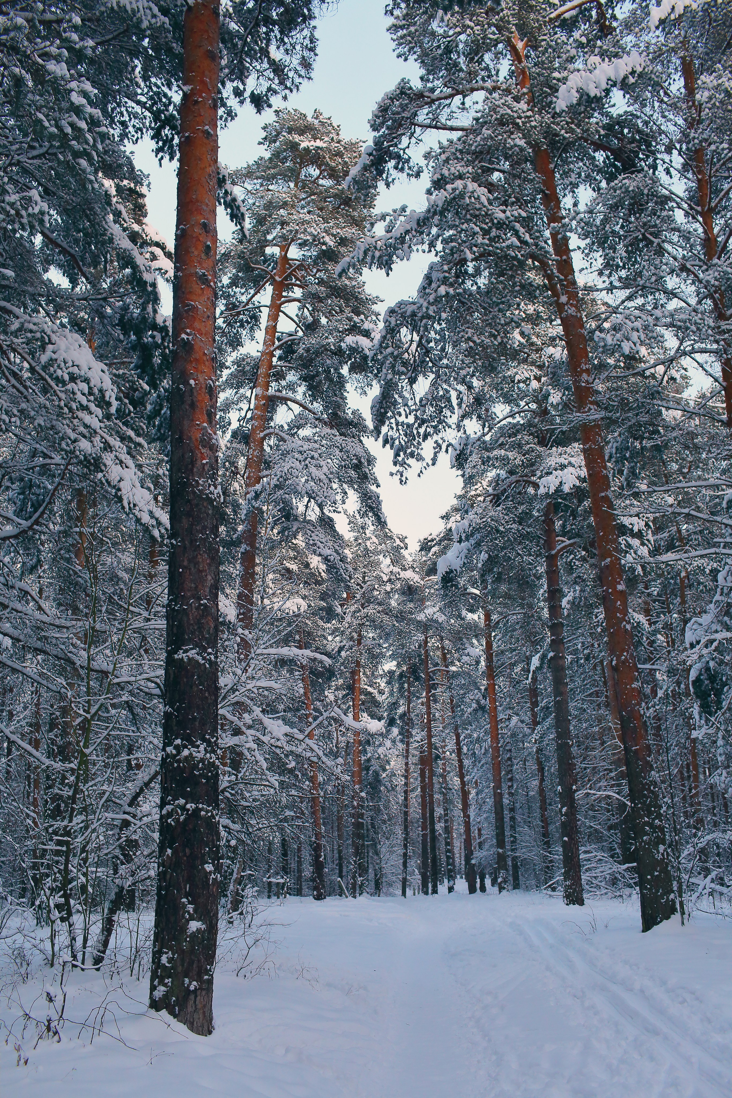 Средняя полоса. Свадебный и репортажный фотограф в Ярославле и Санкт-Петербурге Роман Микрюков