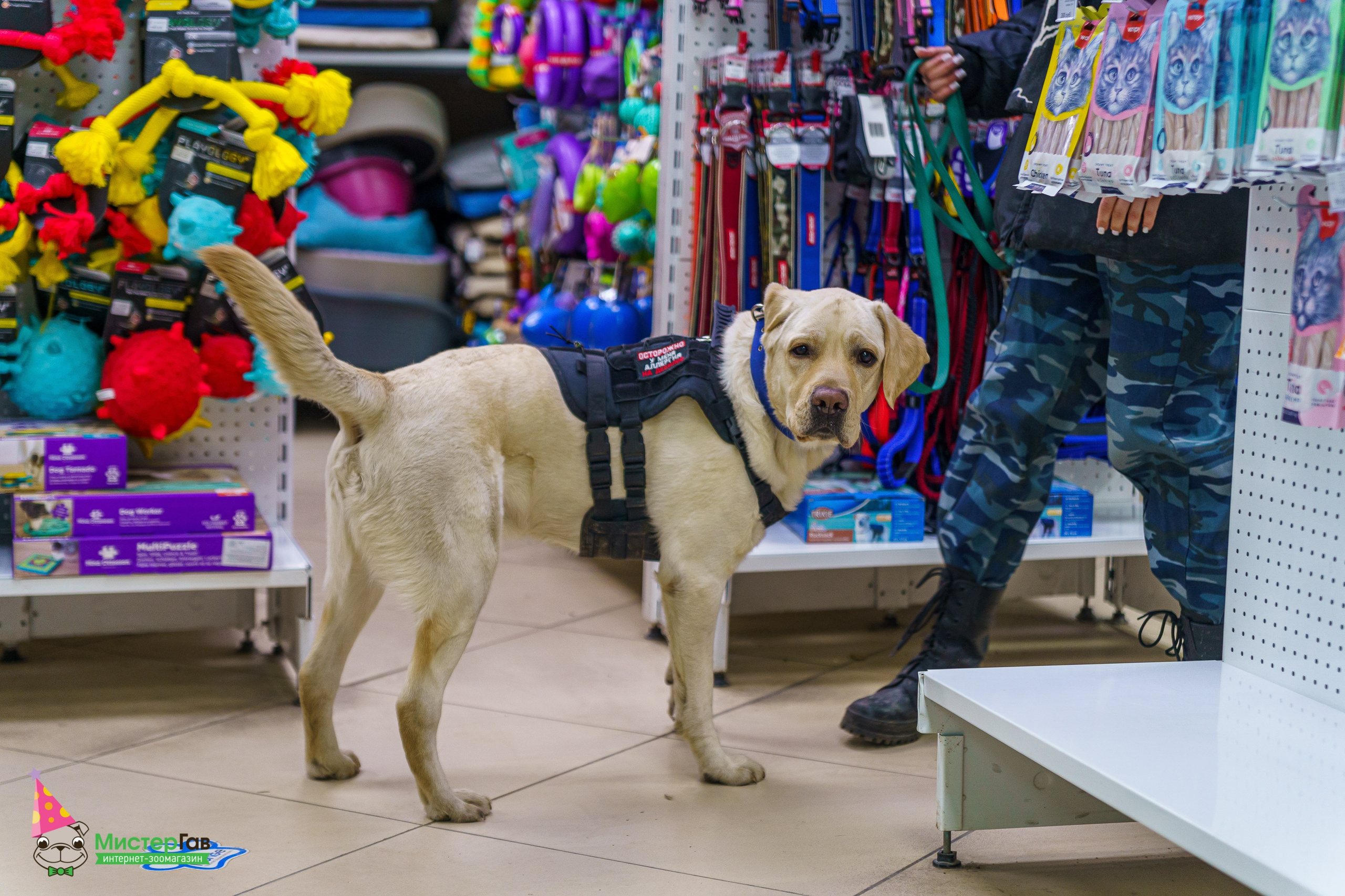 Мистер Гав -13 лет!. Фотограф Челябинск · Ольга Серебрякова