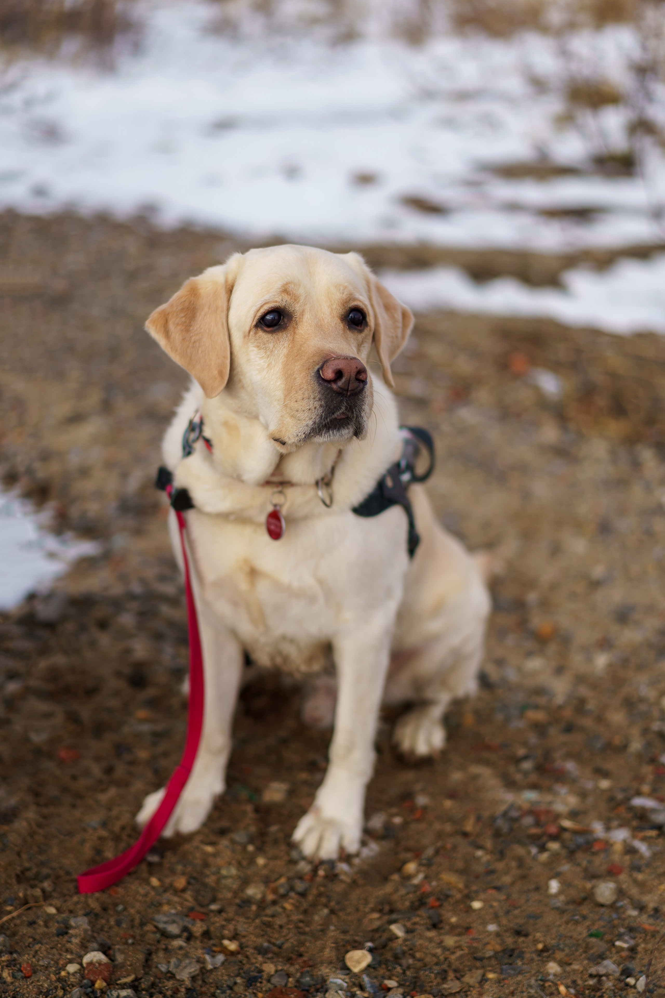 Юрий и собака-поводырь Ямал. Фотограф Челябинск · Ольга Серебрякова