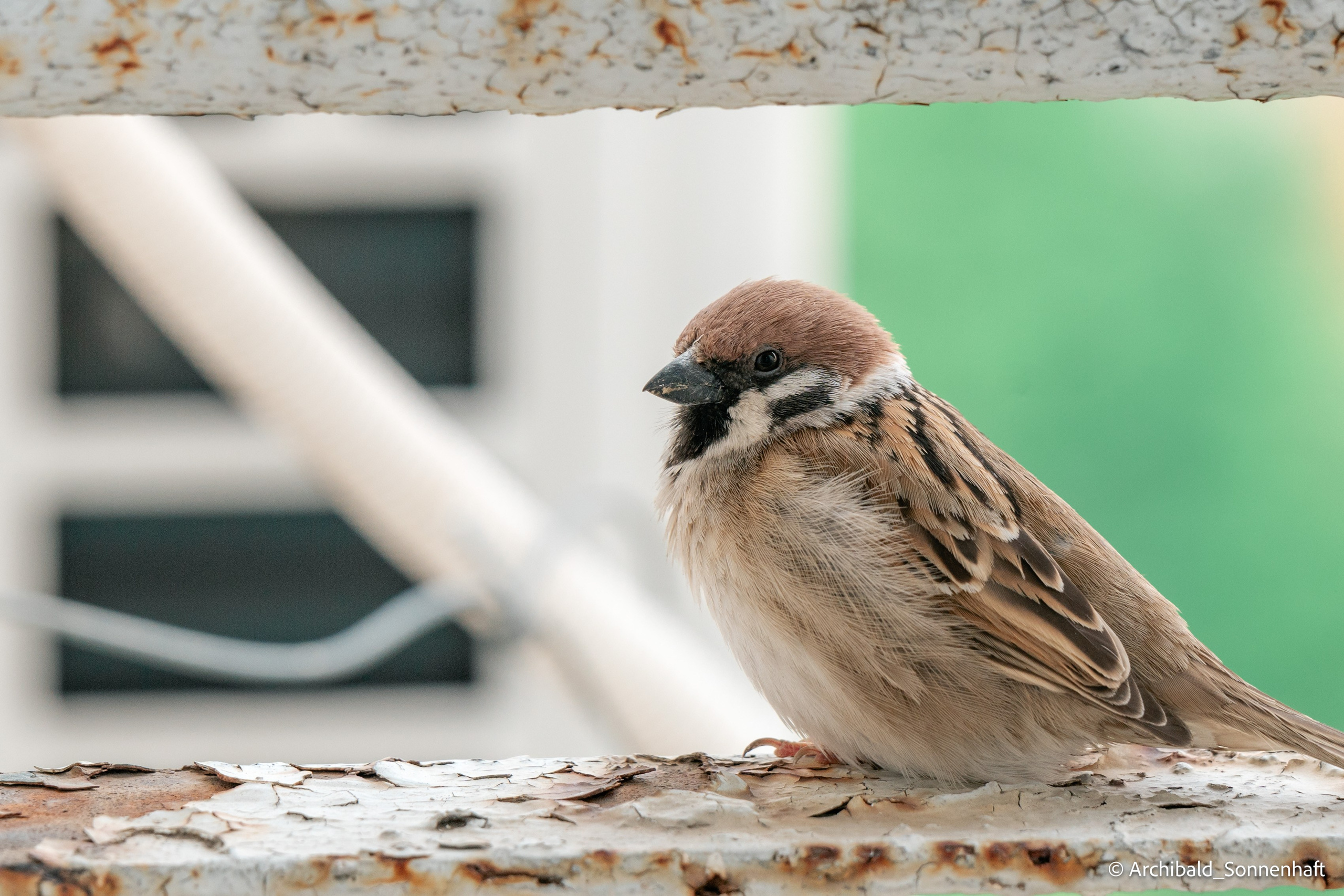 Balcony sparrows. Photographer in Guangzhou, China. Archibald Sonnenhaft