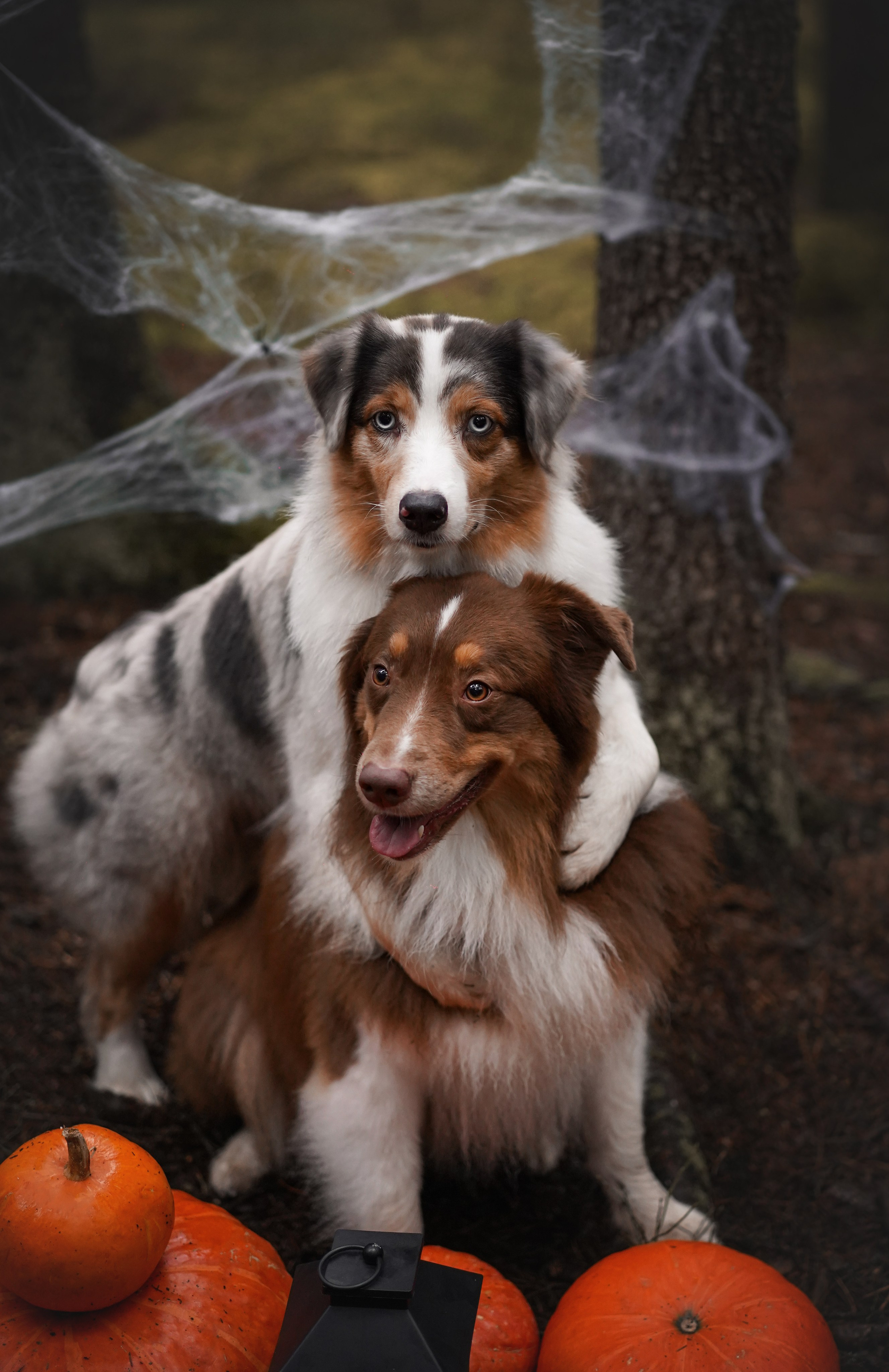 Аусси Хэллоуин 24. Фотограф-анималист в Санкт-Петербурге Яна Мартынова