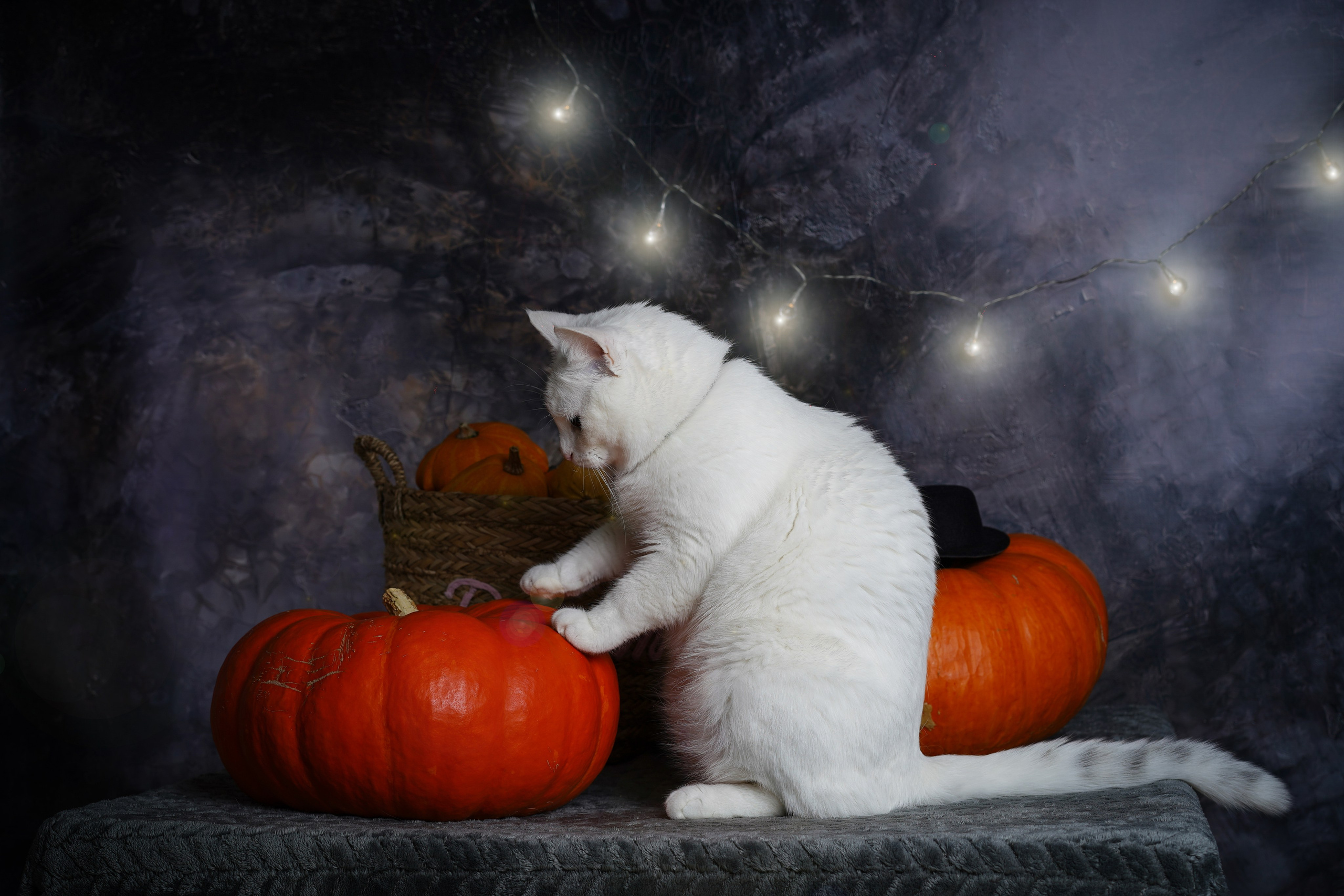 Маффин и Хэллоуин. Фотограф-анималист в Санкт-Петербурге Яна Мартынова