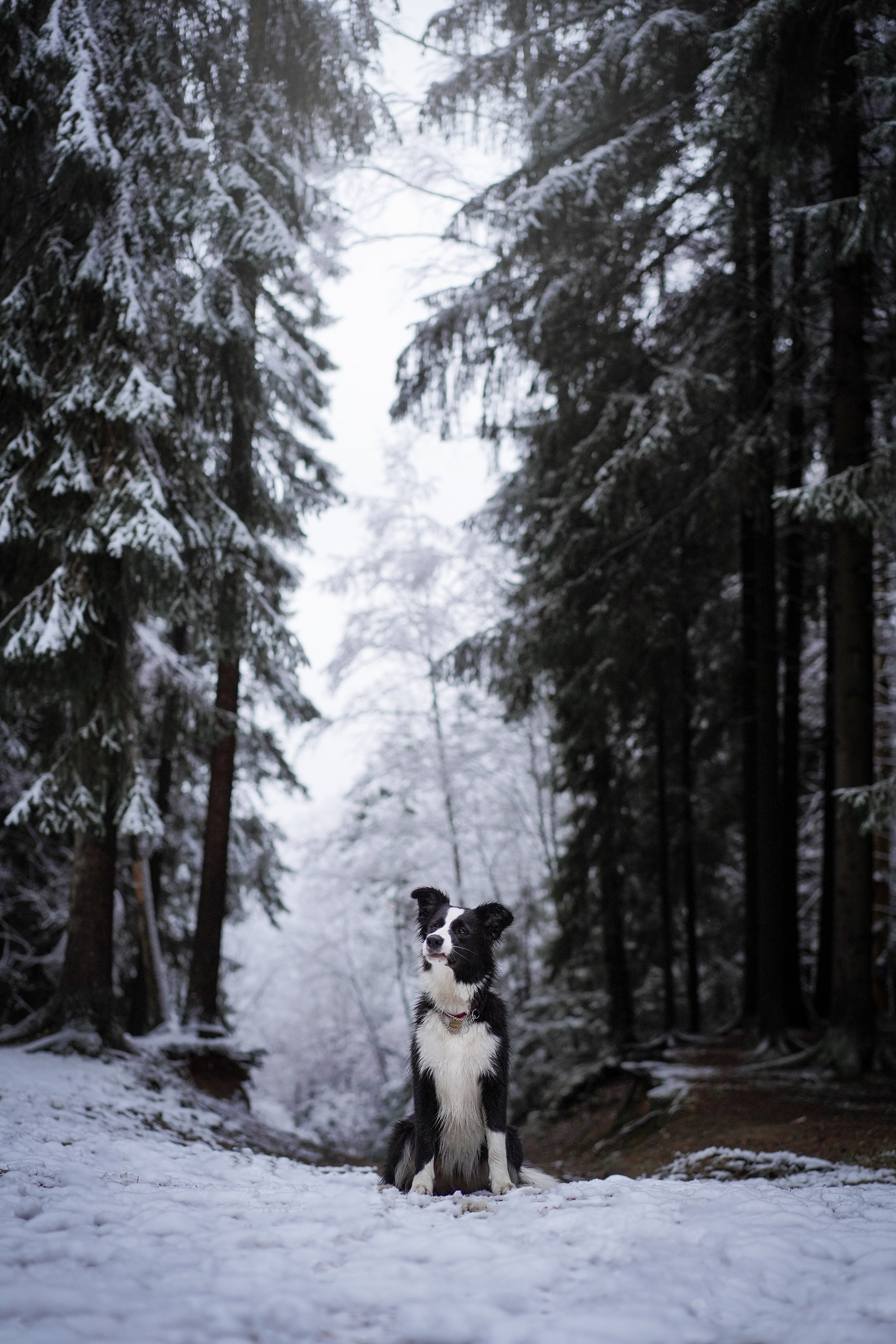 Юлия и Груша. Фотограф-анималист в Санкт-Петербурге Яна Мартынова