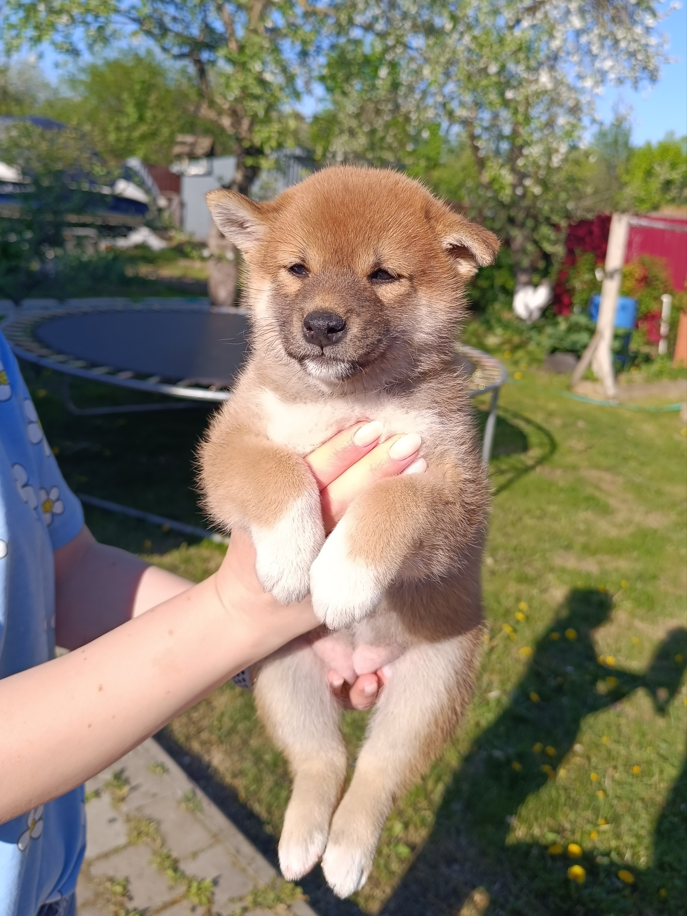 Сиба Rubylight Fumiko питомник Рубилайт