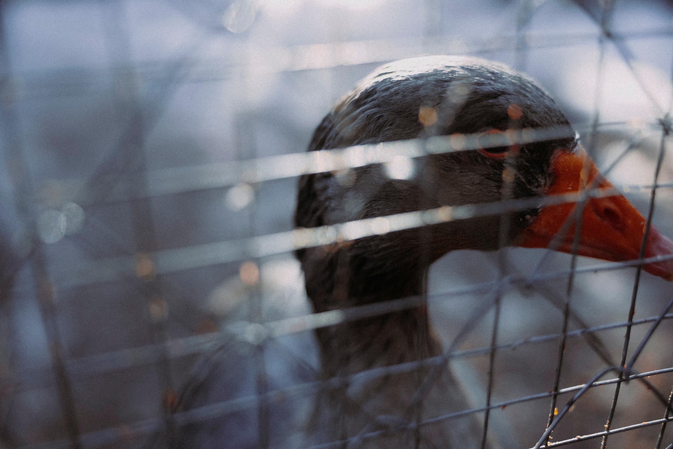 2024. Стрит-фотография, полная абсурда, идиотизма и красоты