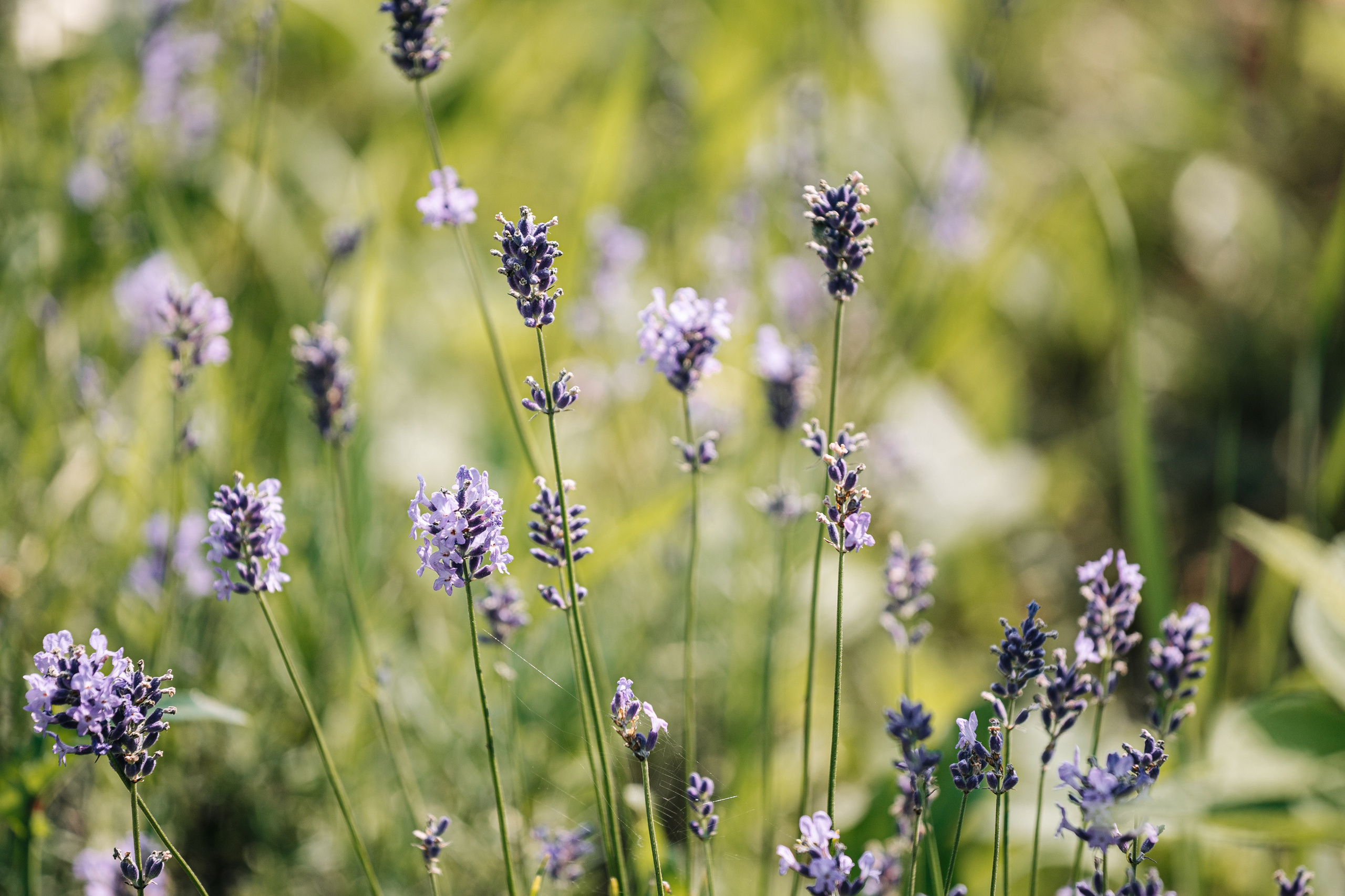 Студия цветов в Санкт-Петербурге Ирины Гуриной