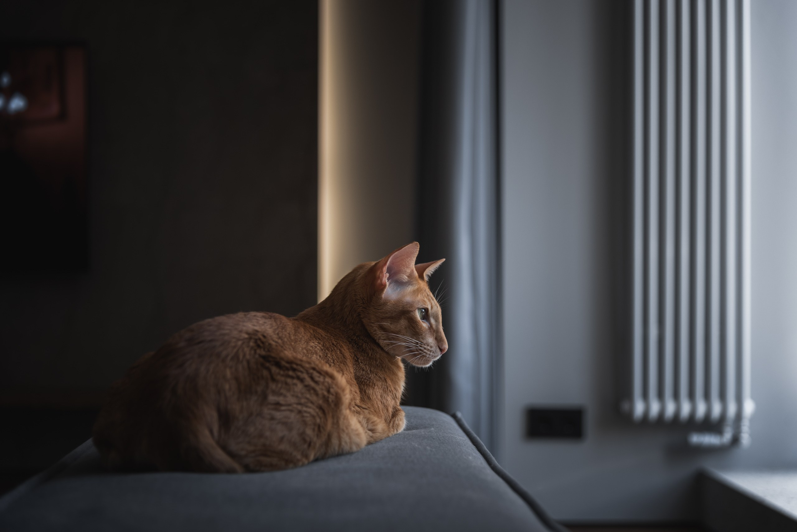 КОШКИН ДОМ | 2025. Архитектурный фотограф и 3D-художник Антон Мельников