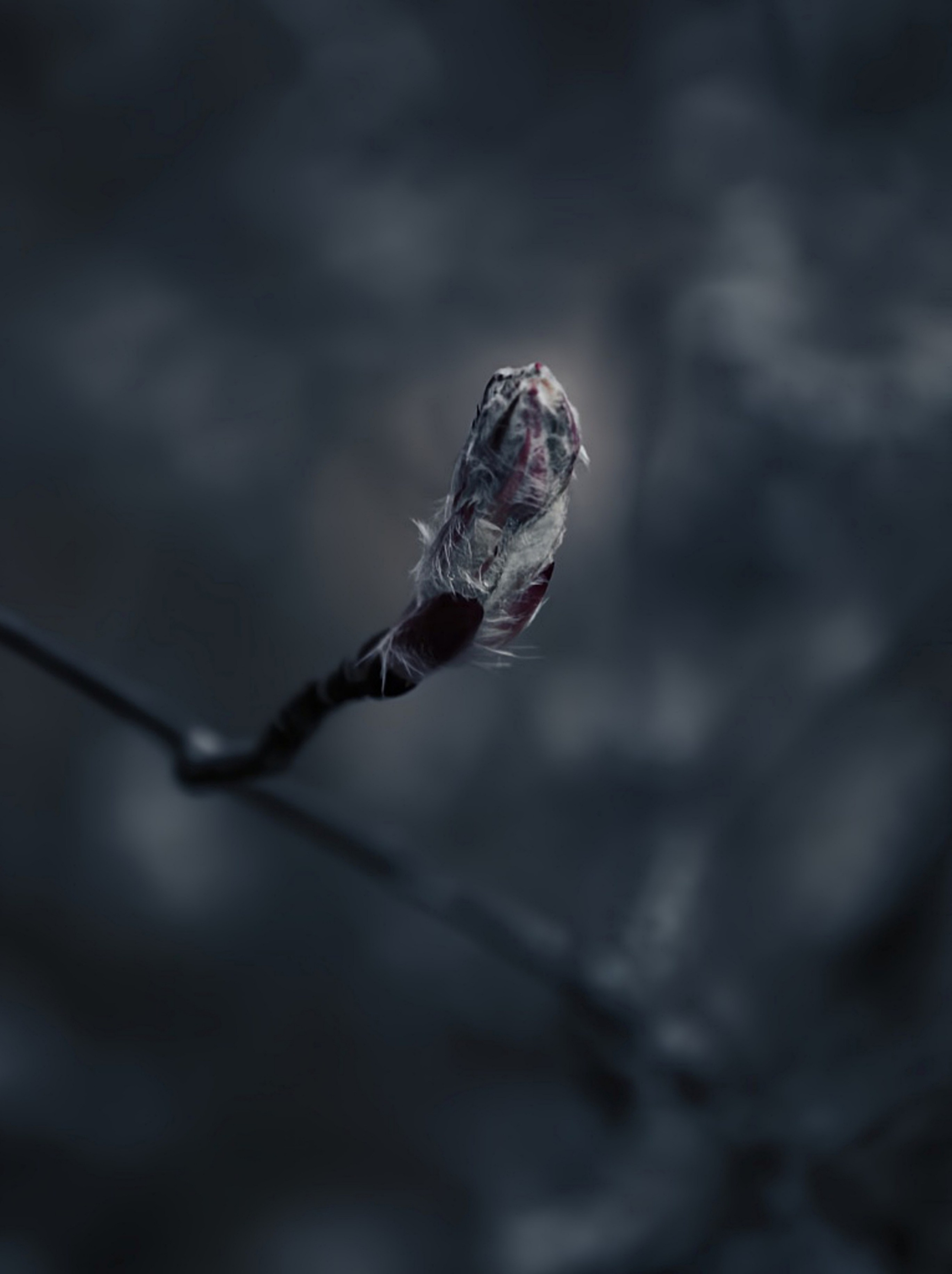 Nature. Надежда Козлова, фотограф, Санкт — Петербург