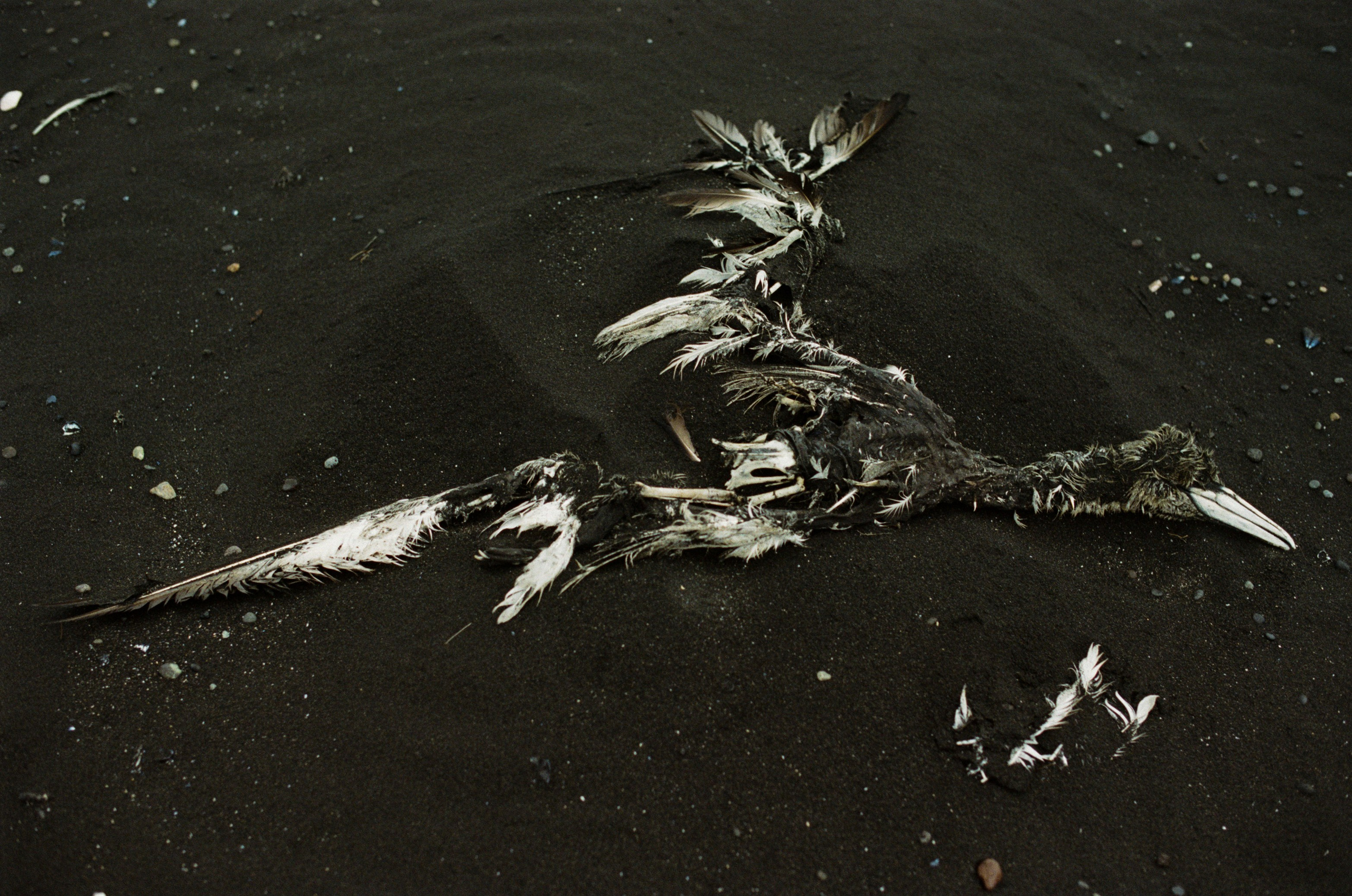 Bloodline // iceland, stokksnes. EVER EXPOSED