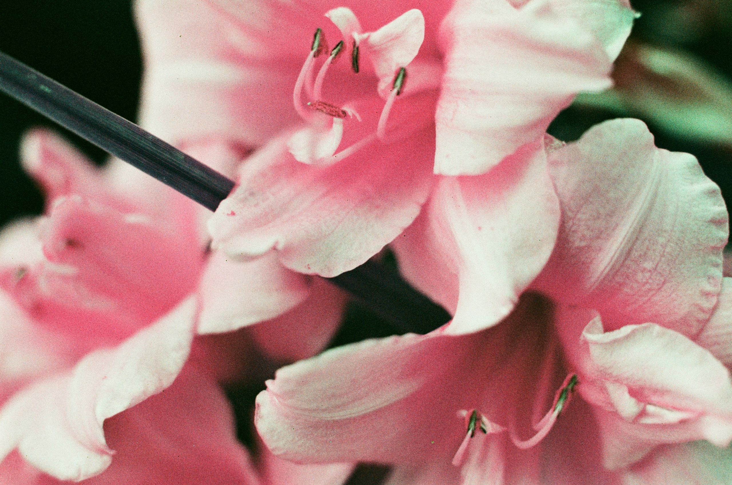 Point of no reply // ukraine, crimea VIII. EVER EXPOSED