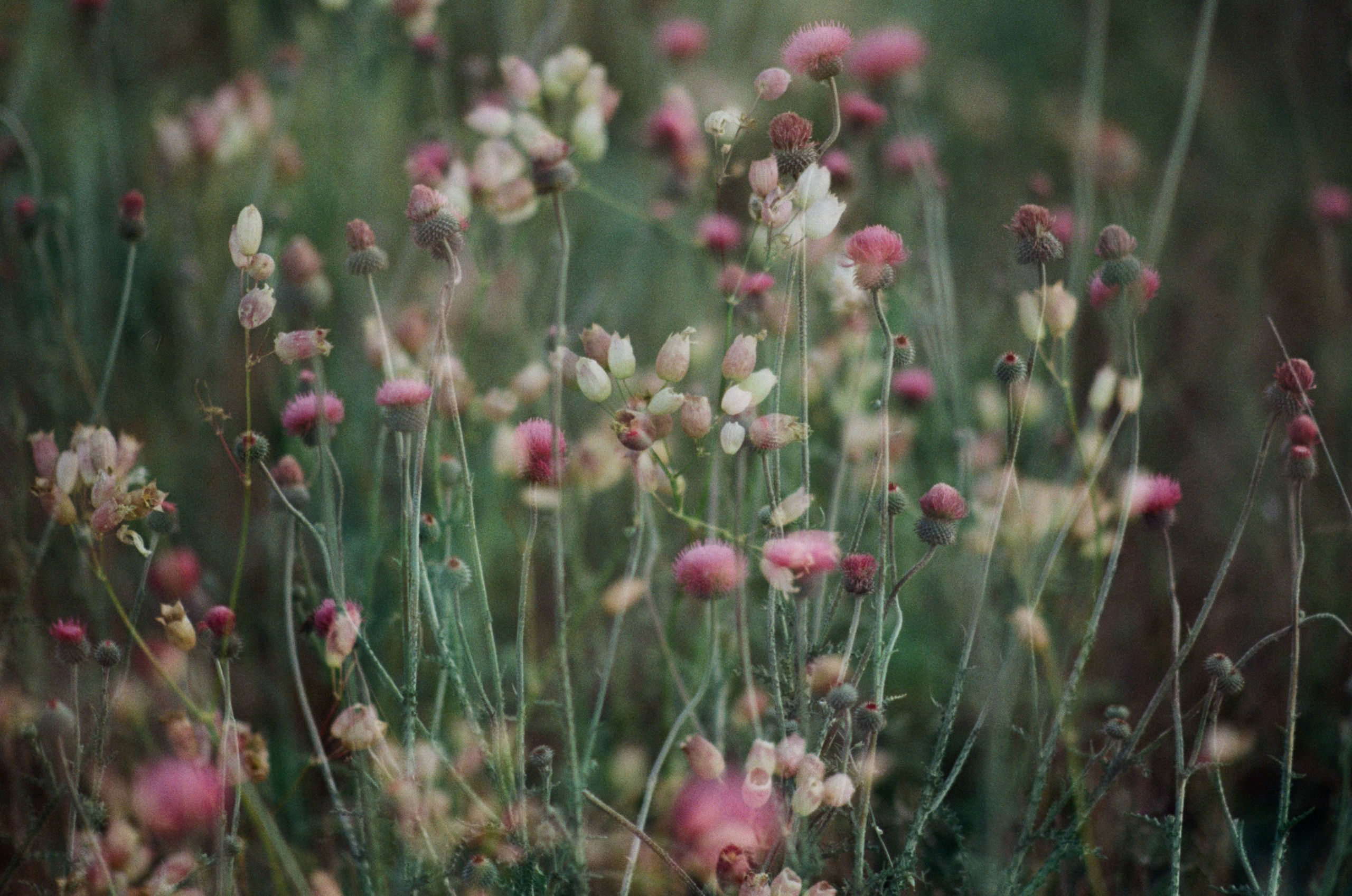 Silver strings // ukraine, crimea V. EVER EXPOSED