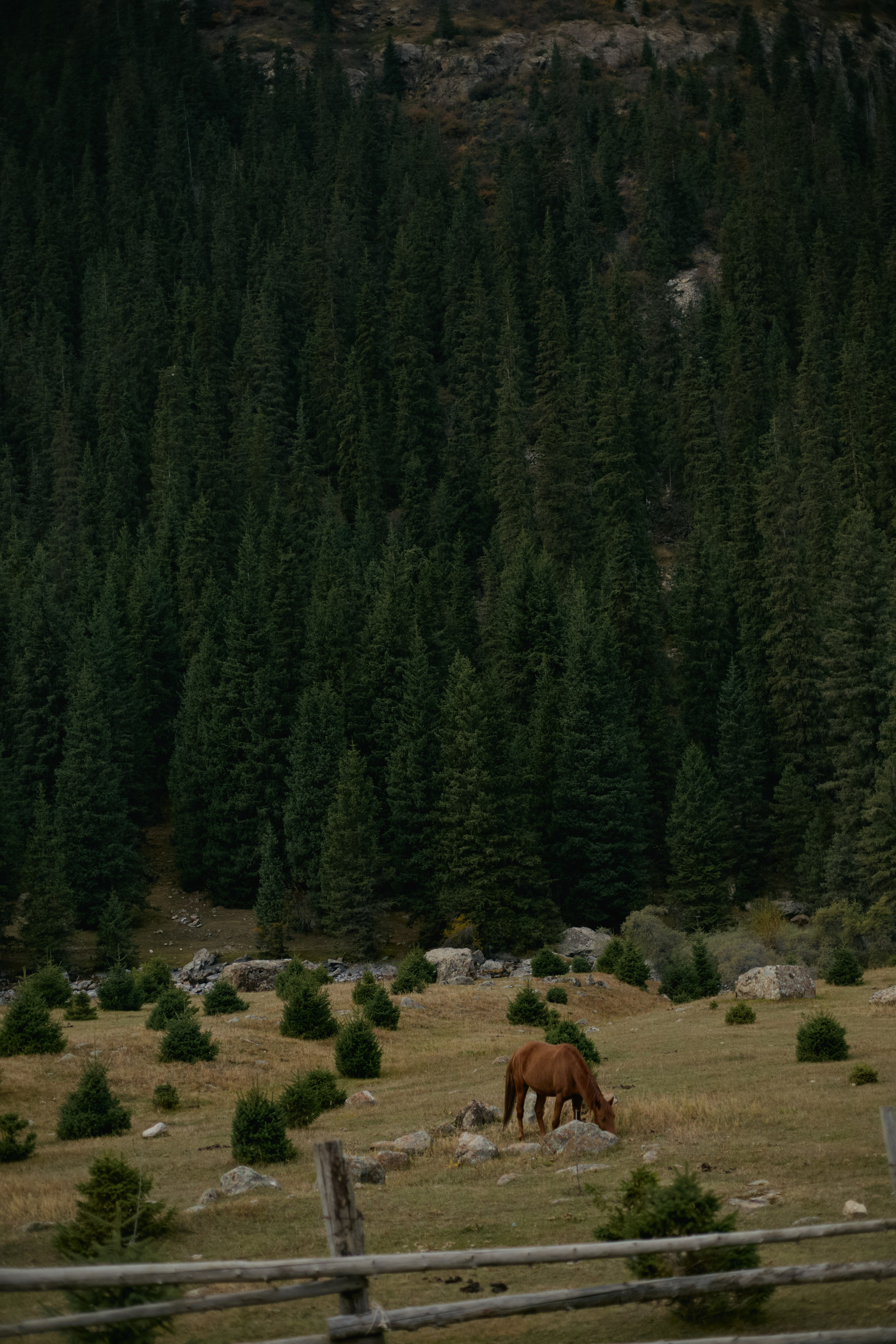 Кыргызтан. Профессиональный Фотограф во Владимире, в Москве и в Суздале — Полина Романычева