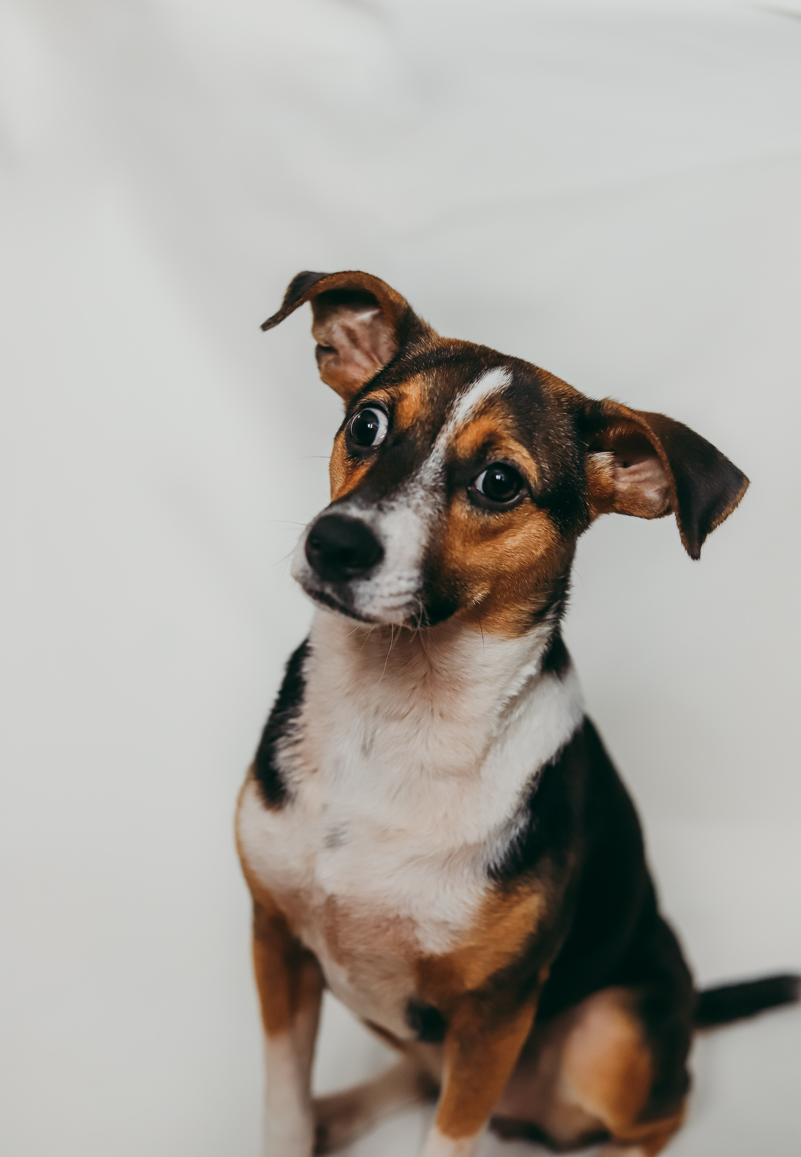 Для приюта (уже дома). Фотограф Москва и Санкт-Петербург