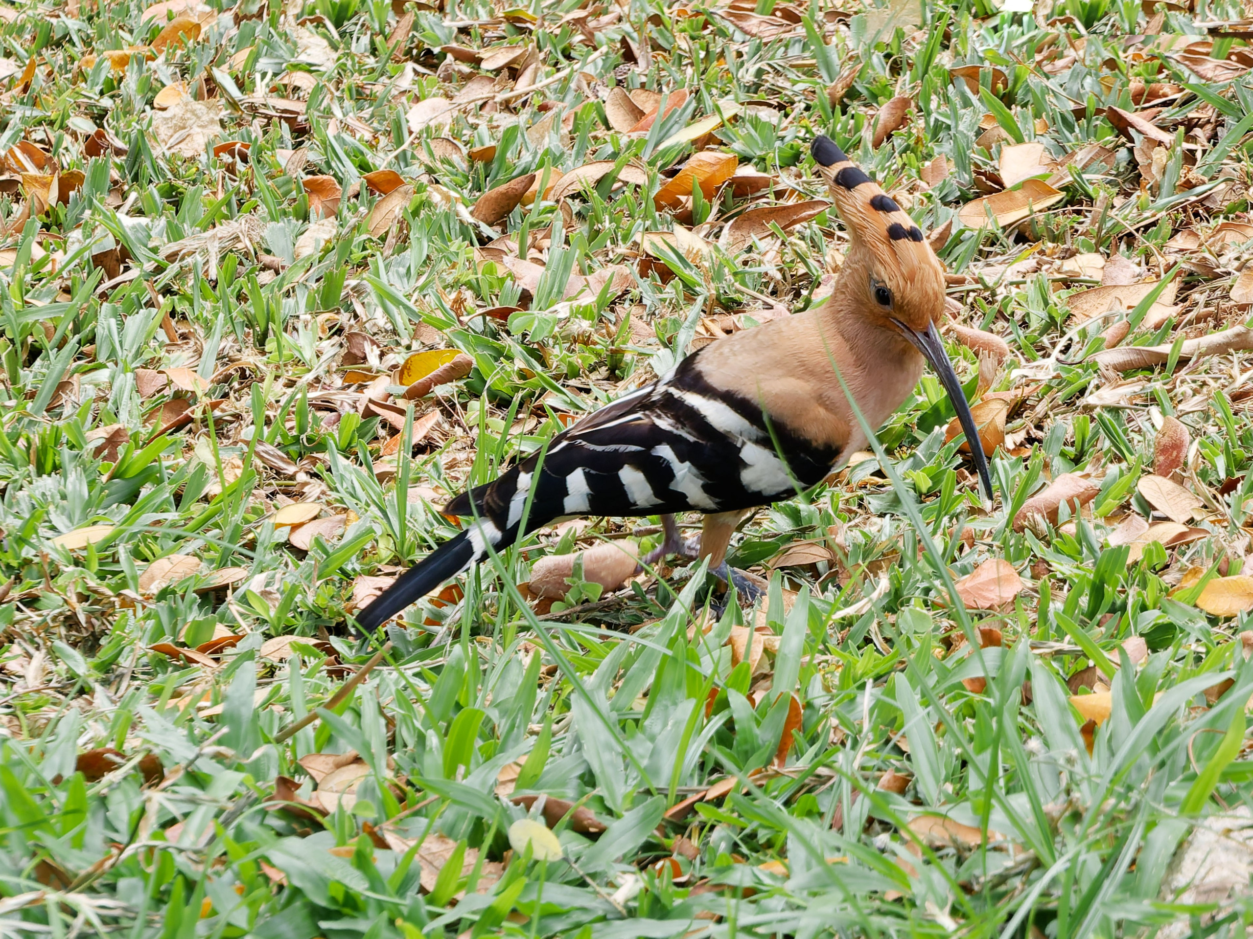 Хайнань 2026, птицы острова. Фотопрогулки по Миру