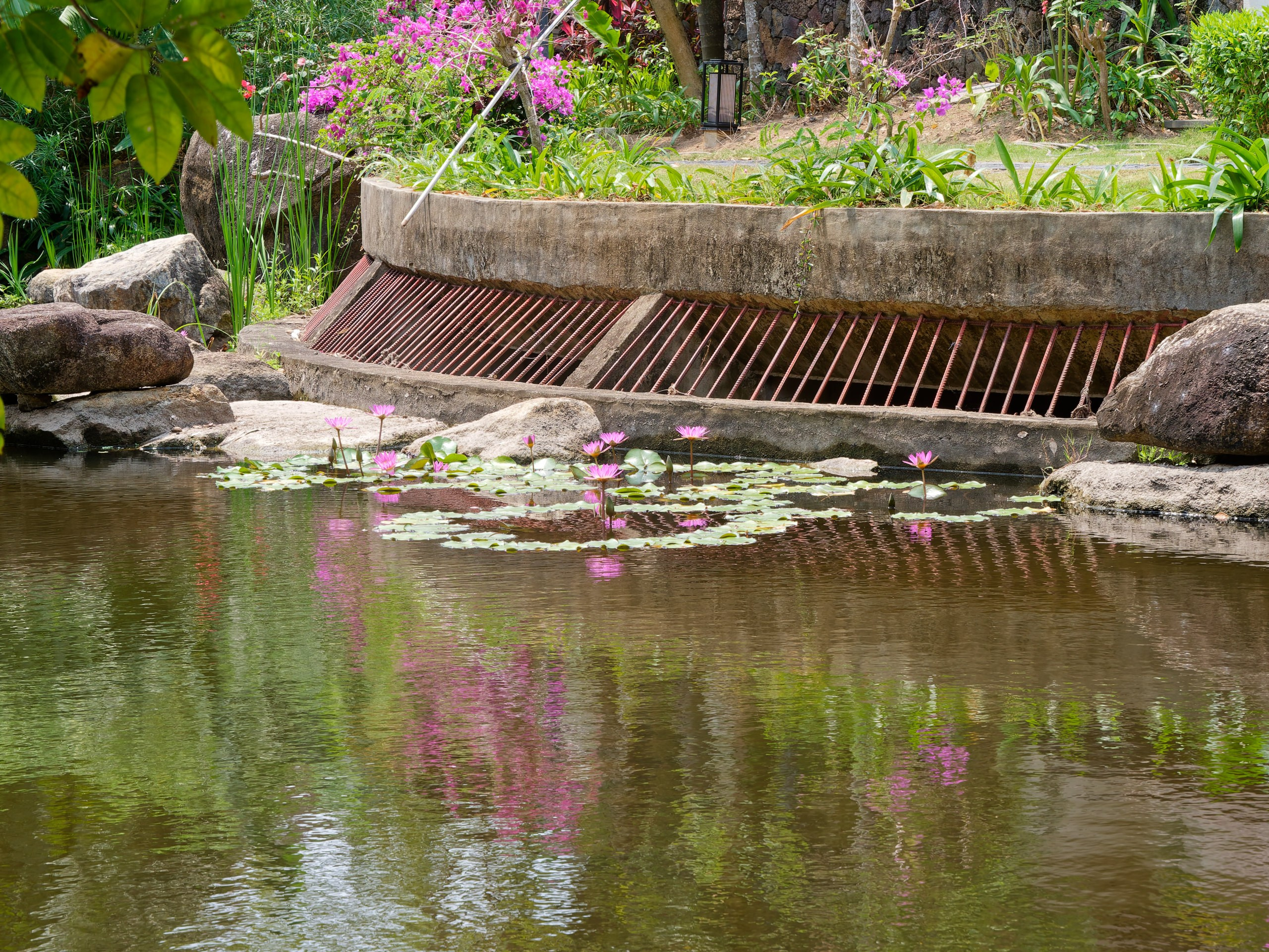 Хайнань 2026, флора, цветы и деревья. Фотопрогулки по Миру