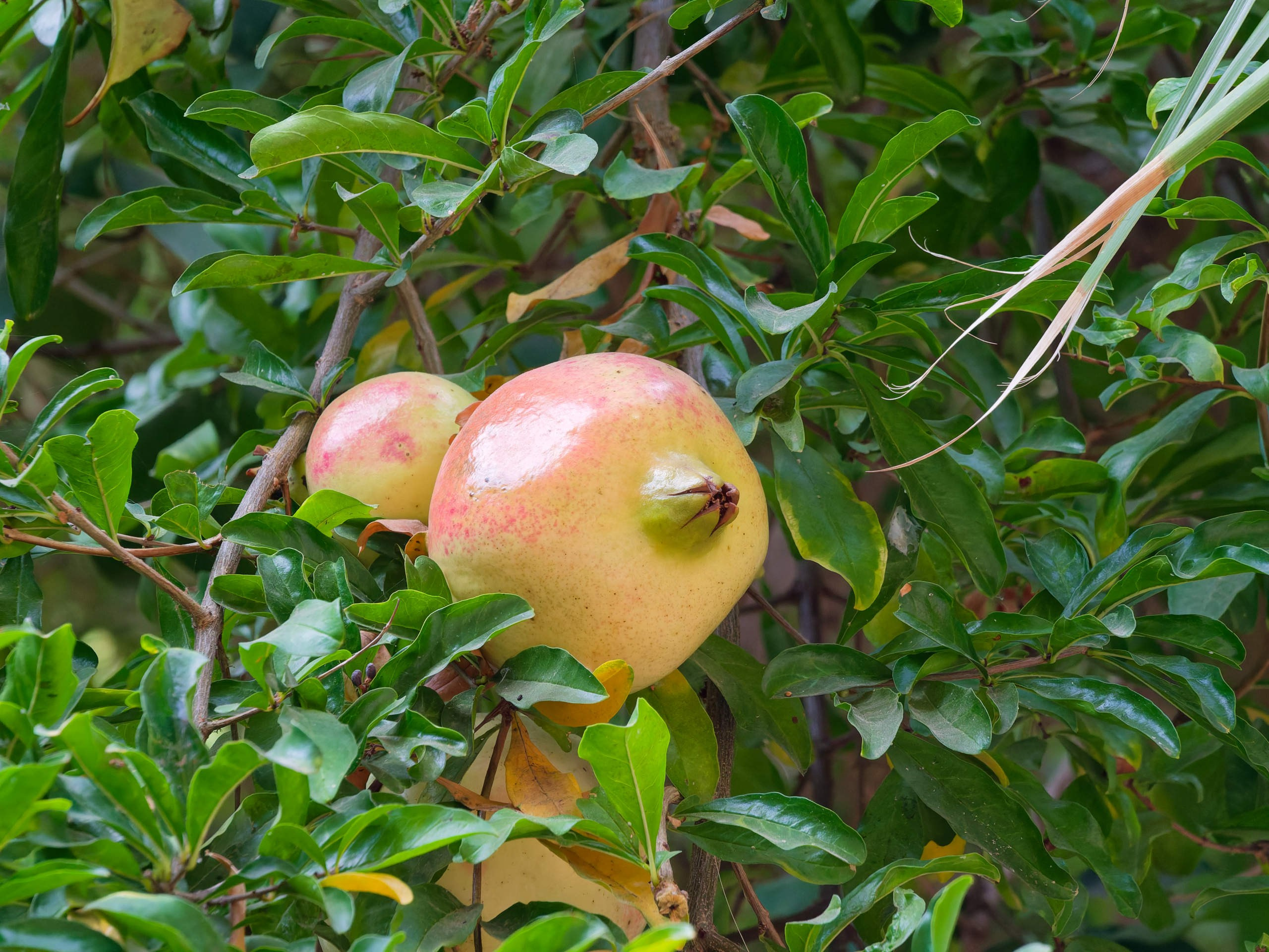 Анталия 2025, стрит-фото. Избранные фотографии