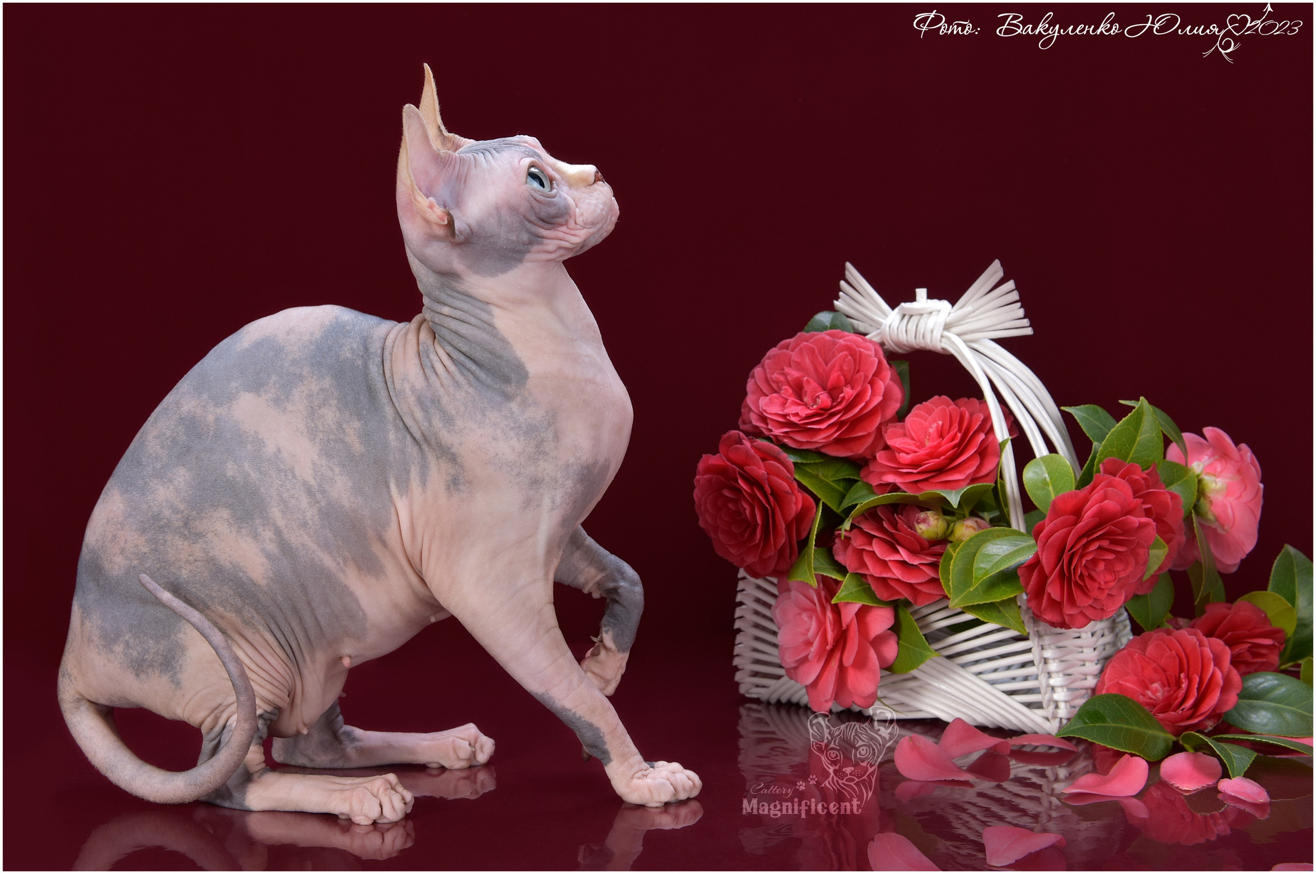 Взрослые. Фотограф анималист | семейный Юлия Вакуленко, г. Краснодар