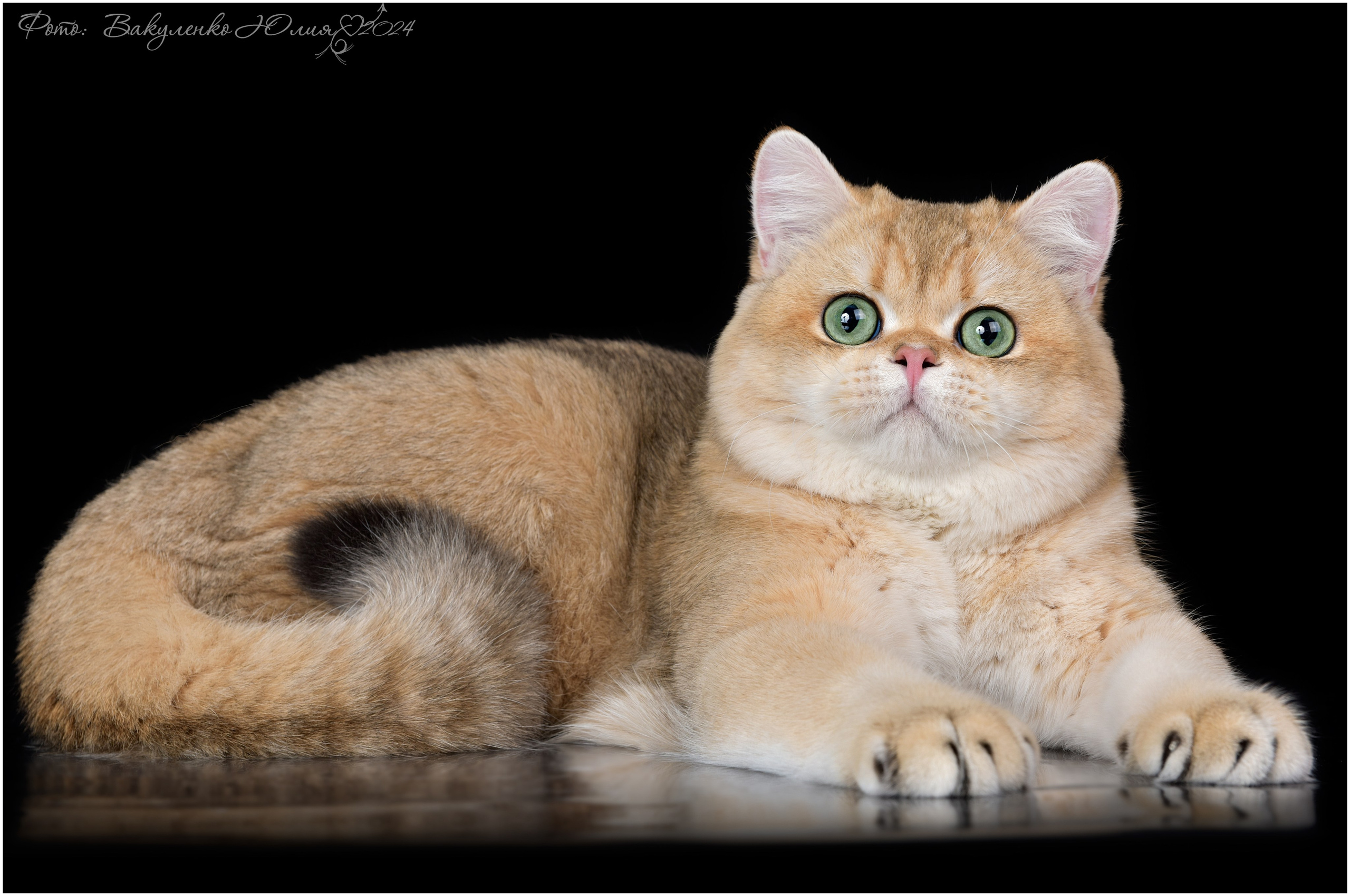 Взрослые. Фотограф анималист | семейный Юлия Вакуленко, г. Краснодар