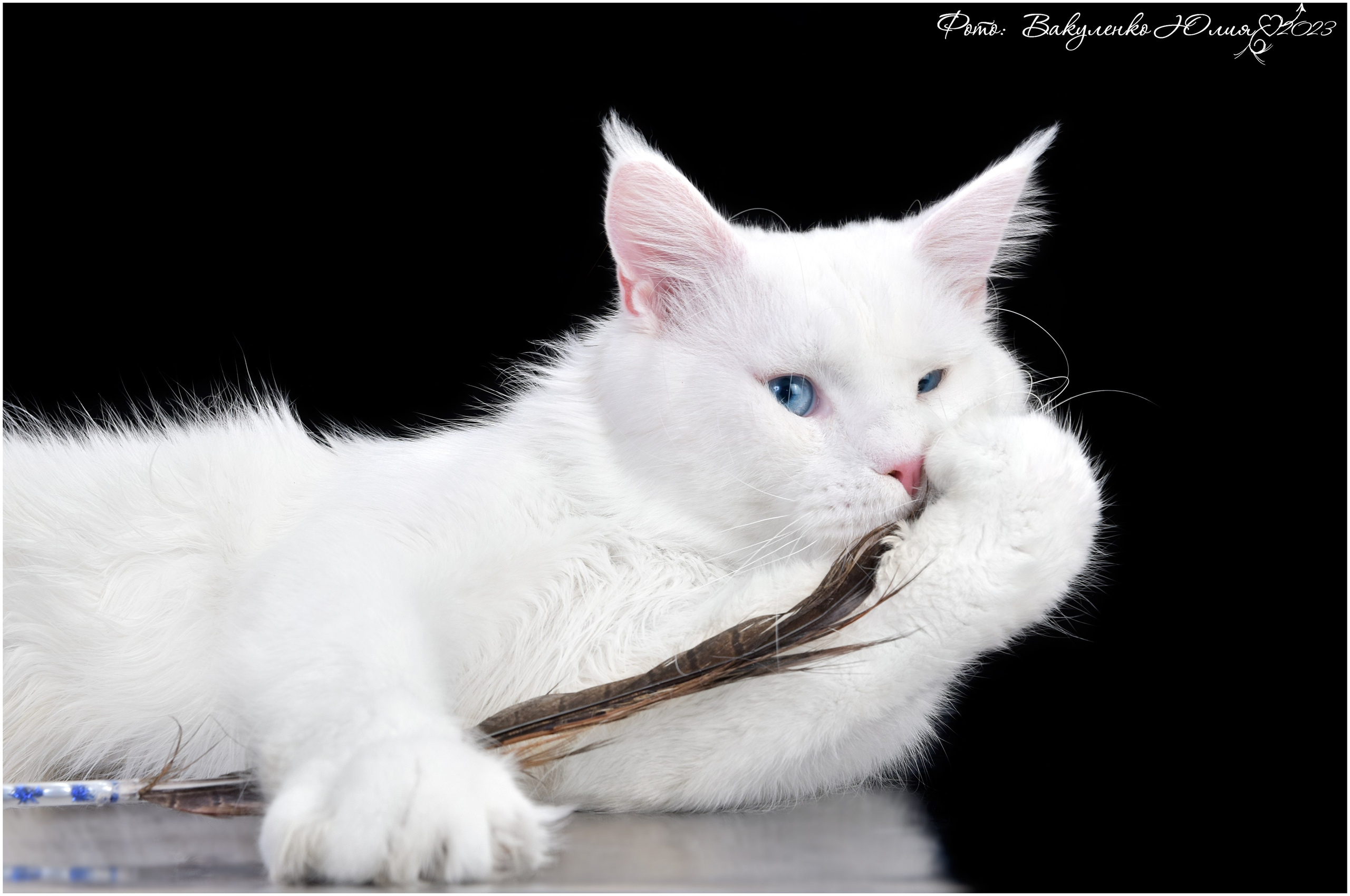 Взрослые. Фотограф анималист | семейный Юлия Вакуленко, г. Краснодар