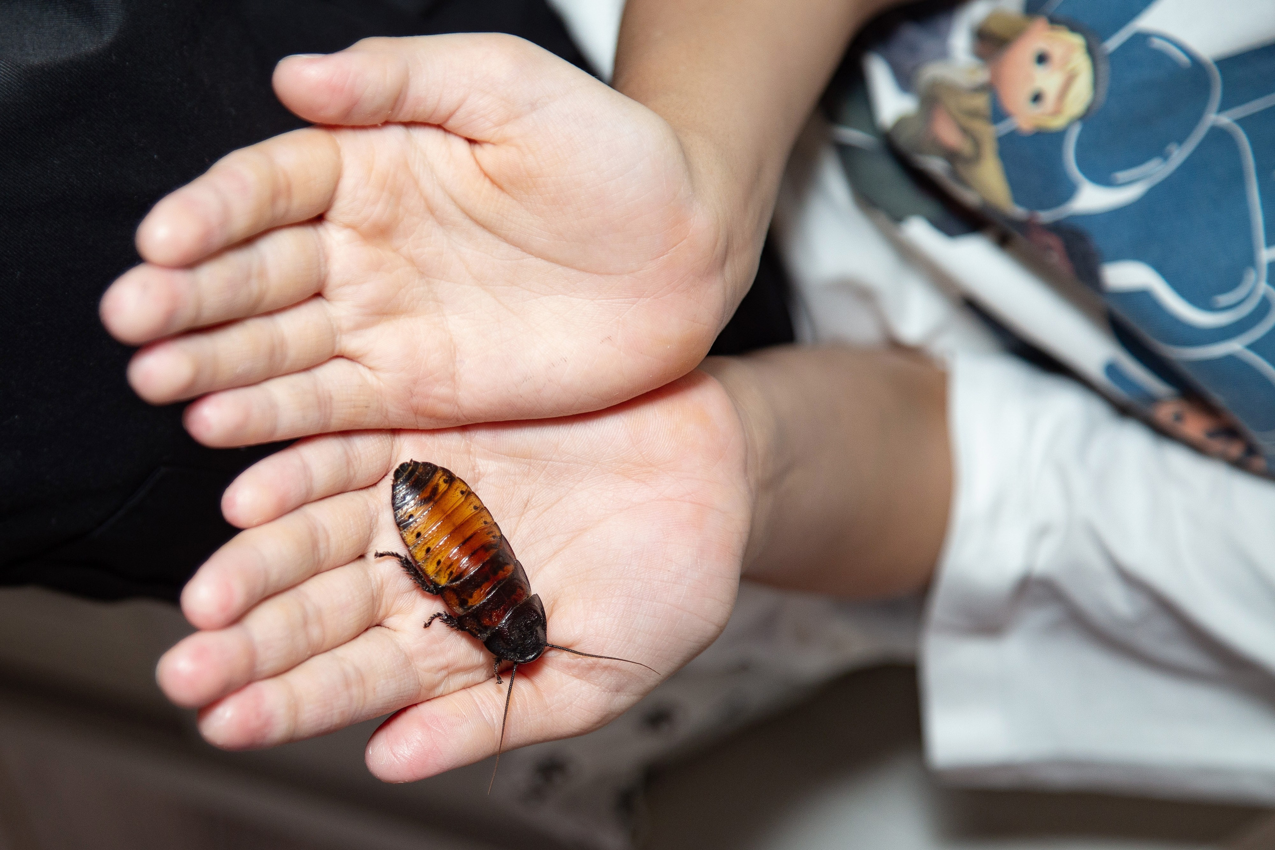 Детские день рождения. Фотограф Краснодара, фотограф в парке Галецкого.репортажный фотограф. детский фотограф, свадебный фотограф. профессиональный фотограф