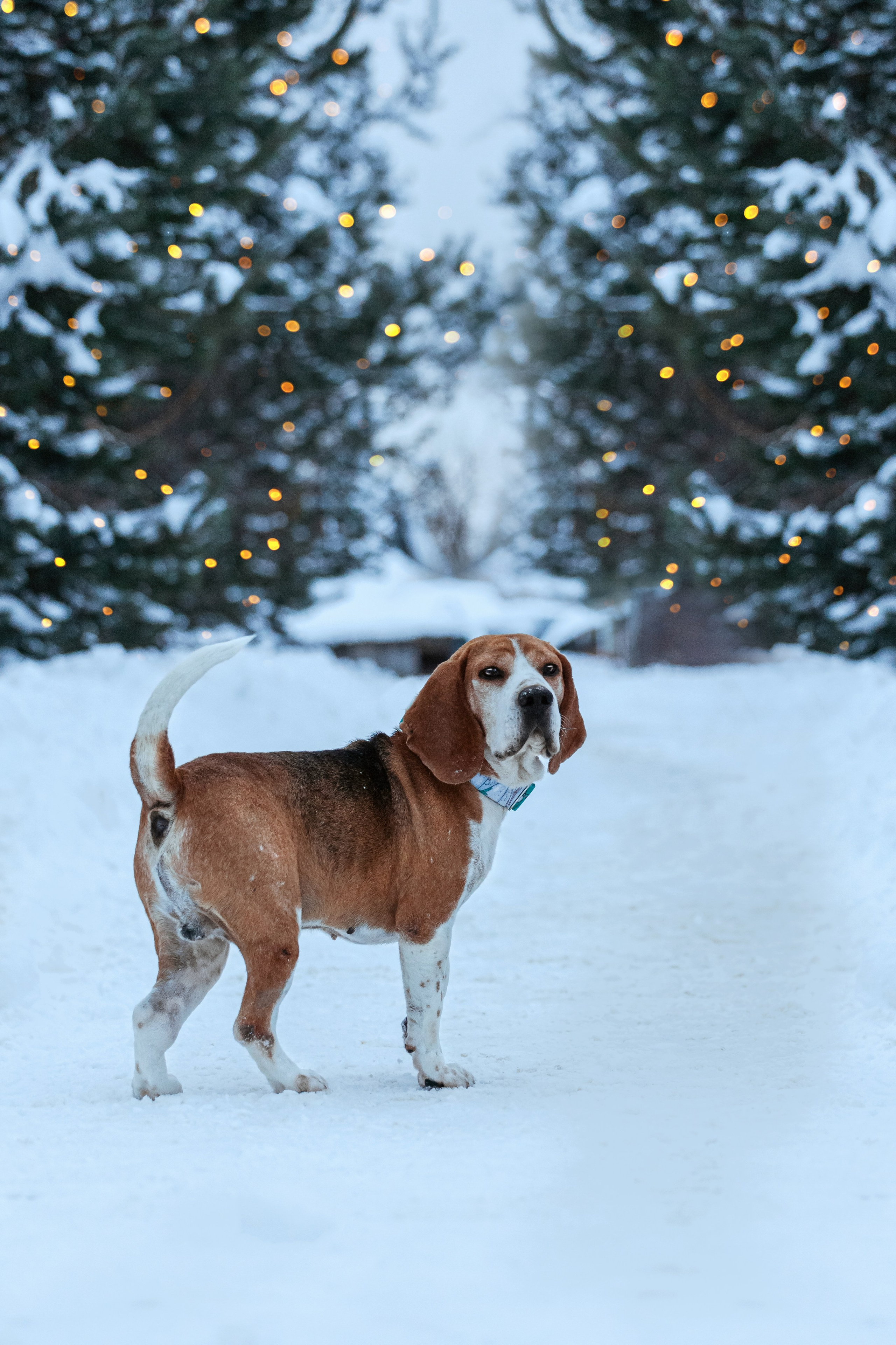 Дом для Биглей 2023. Фотограф-анималист Татьяна Степанова