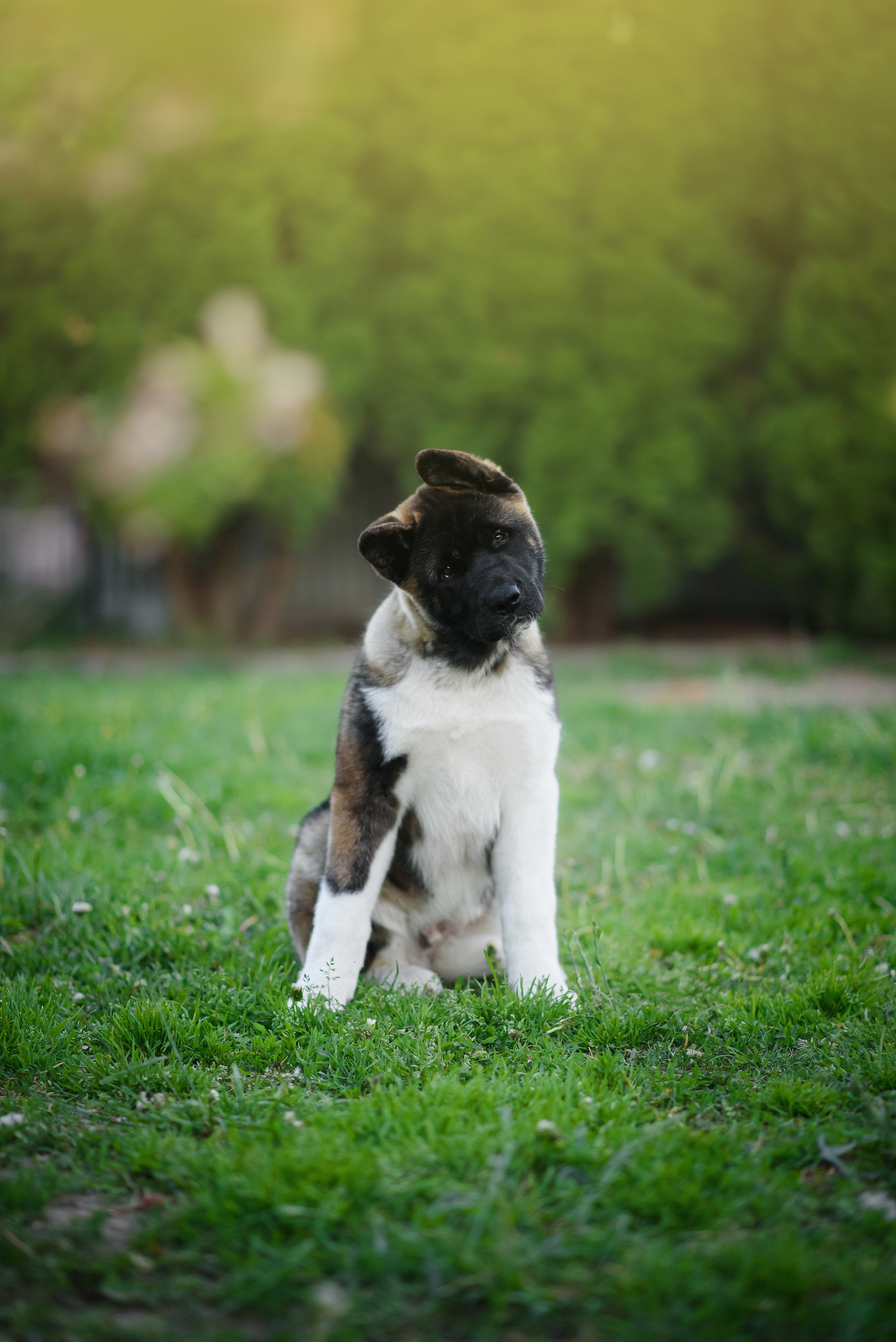 Байкер — 30.05.2024. Фотограф — Анималист | Анна Абрамова