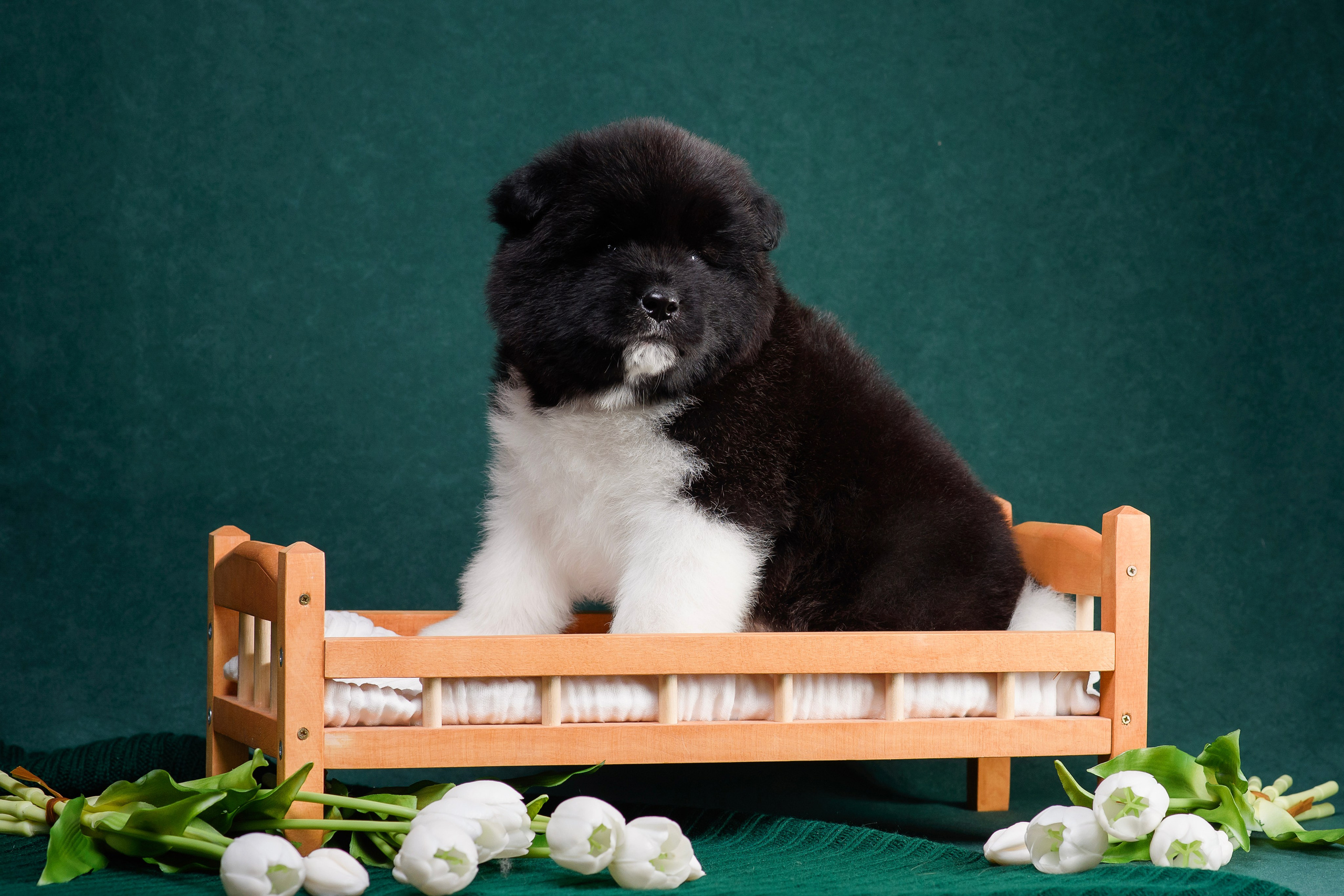 Щенки Американской Акиты. Фотограф — Анималист | Анна Абрамова