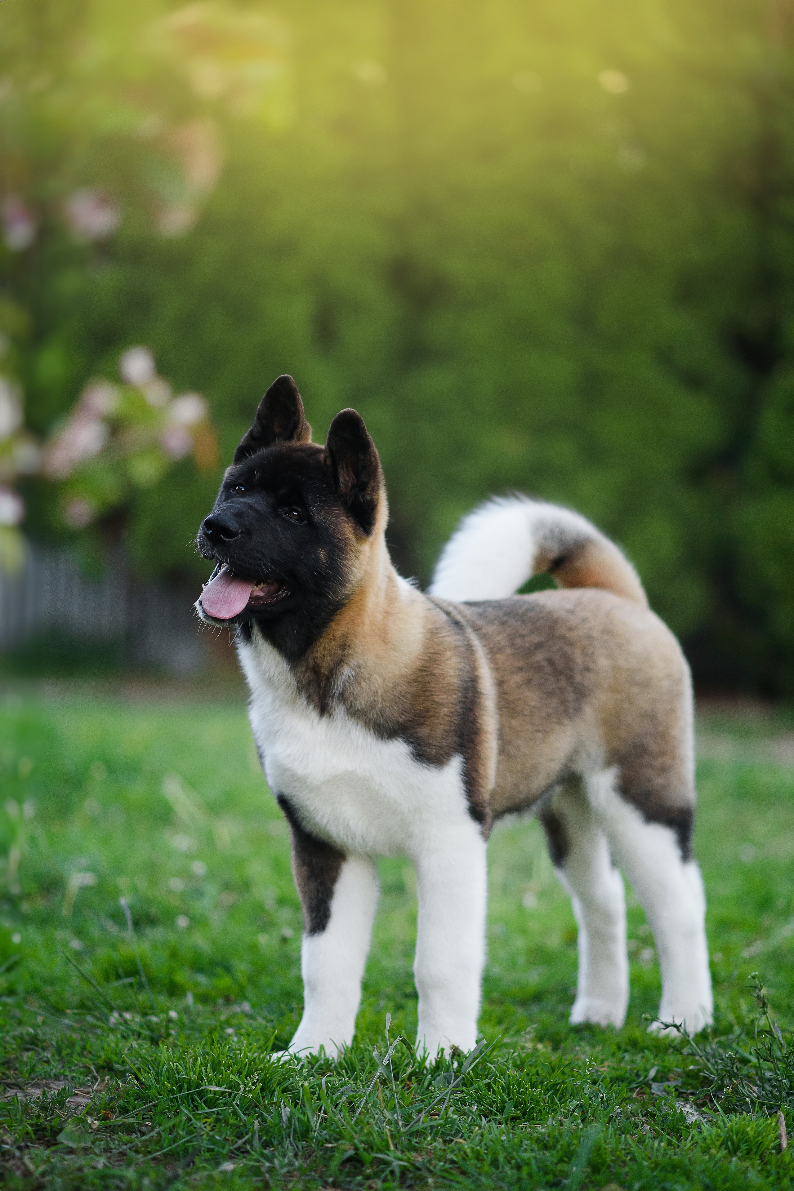 Байкер — 30.05.2024. Фотограф — Анималист | Анна Абрамова