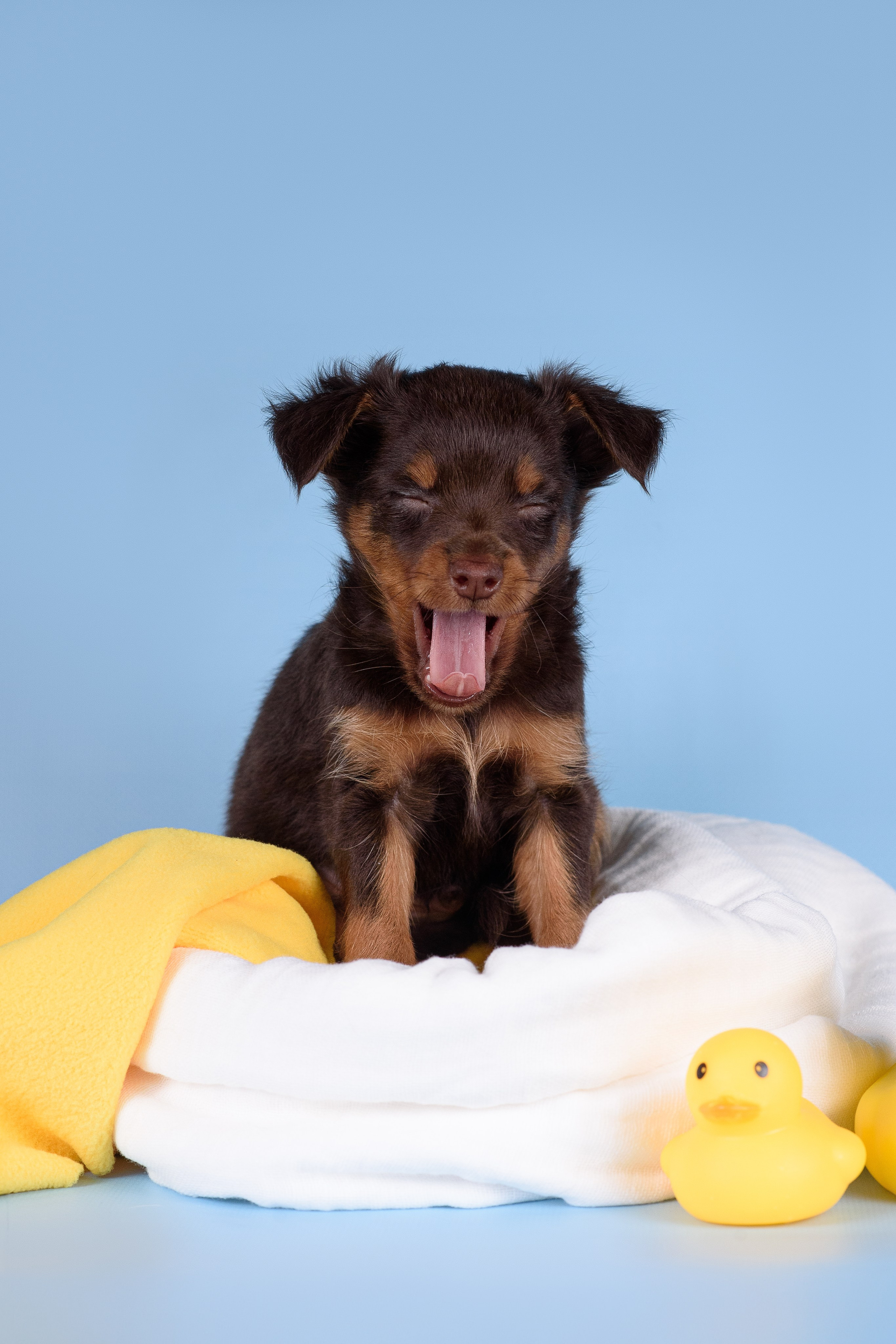 Щенки Пражских крысариков -13.04.2024. Фотограф — Анималист | Анна Абрамова