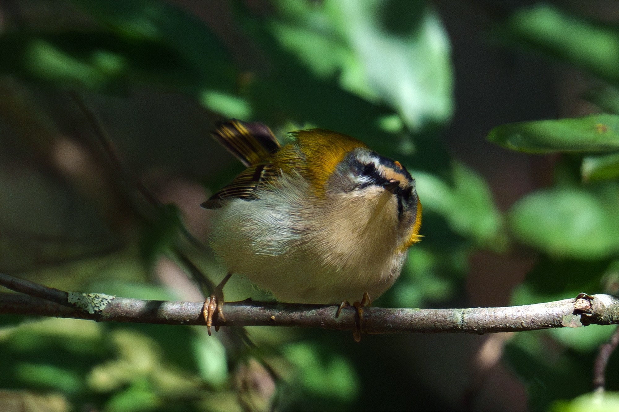 Удивительные мир птиц. Вокруг нас столько прекрасного — присмотритесь!. Ваш личный фотограф Марина Волкова