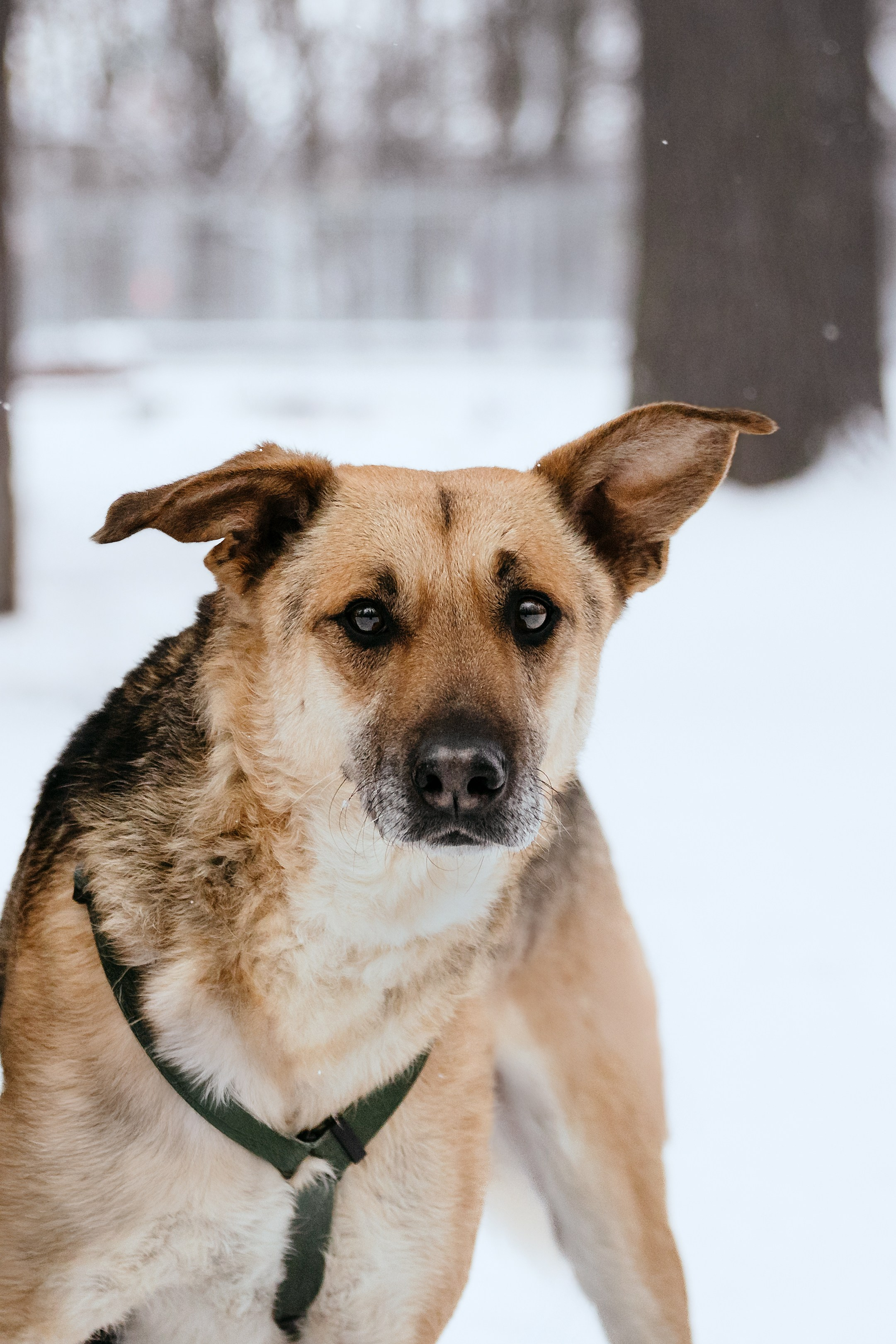 Собаки из приюта Дубовая роща зима. Фотограф-анималист Татьяна Степанова