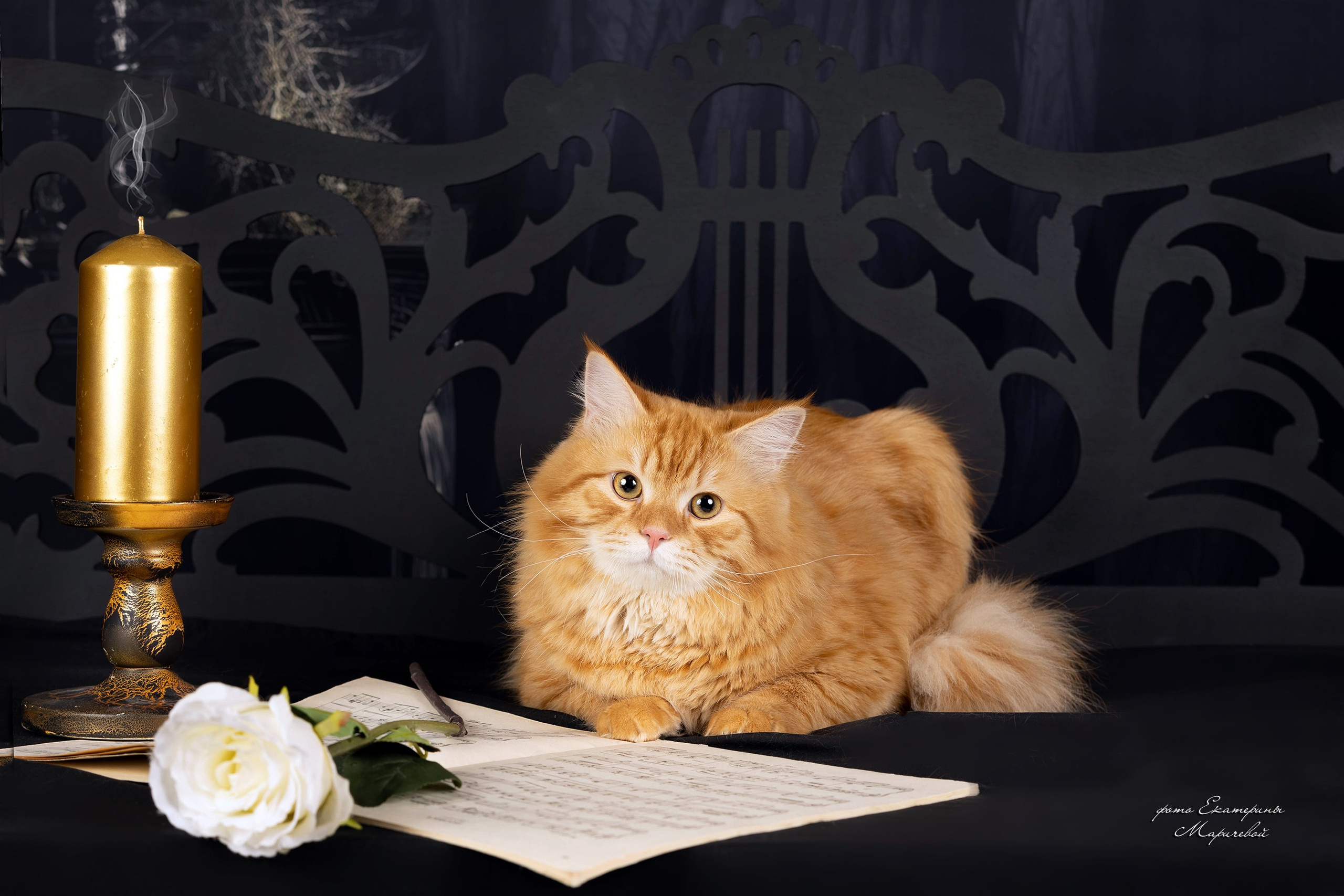 Стендовая съёмка на выставках кошек. Фотограф-анималист в Омске Екатерина Маричева