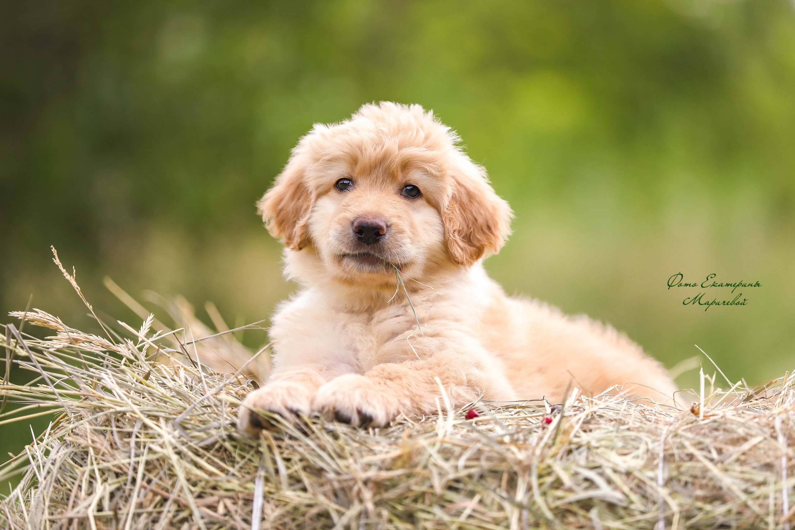 Выездная съёмка с естественным светом. Фотограф-анималист в Омске Екатерина Маричева