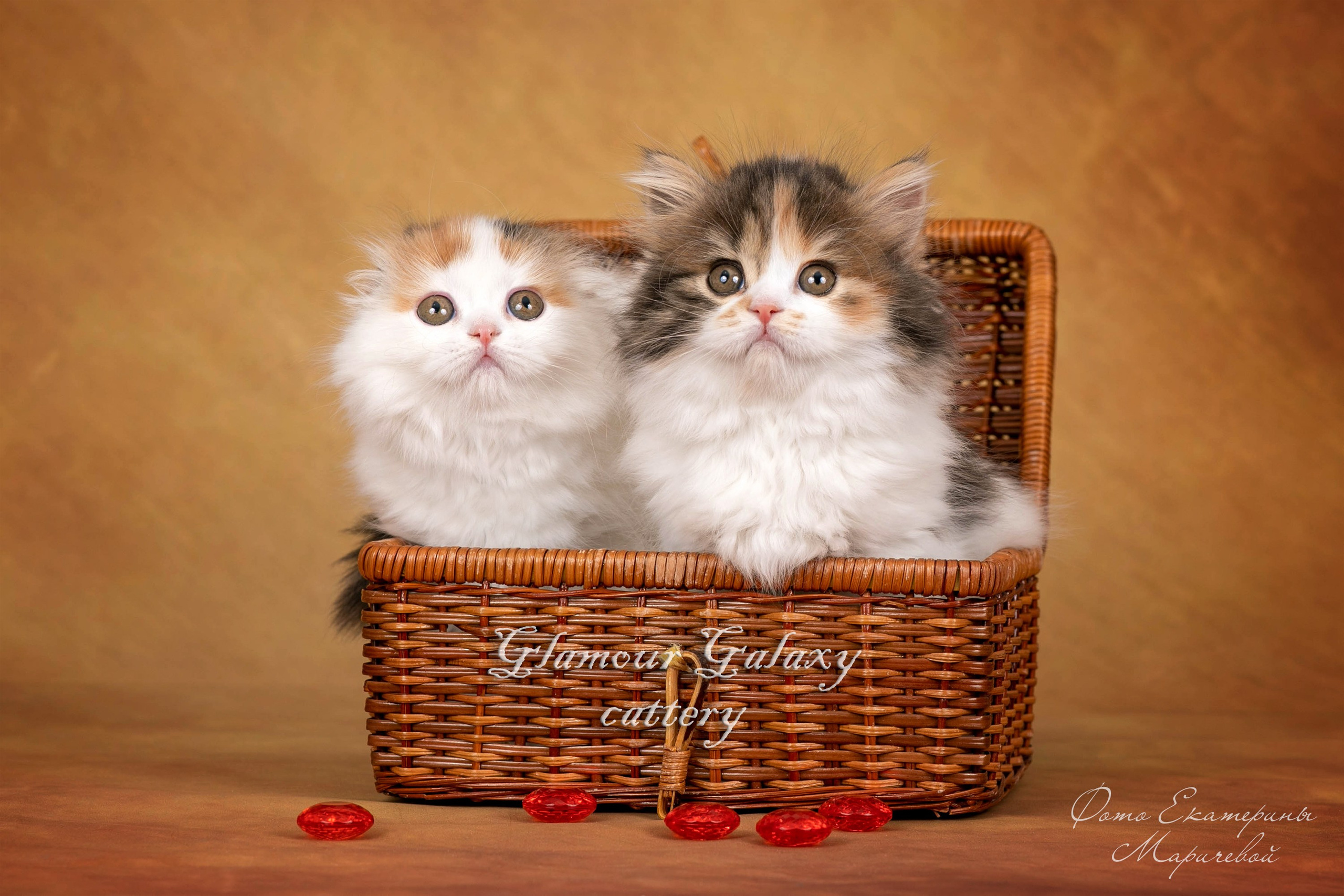 Коричневые фоны. Фотограф-анималист в Омске Екатерина Маричева