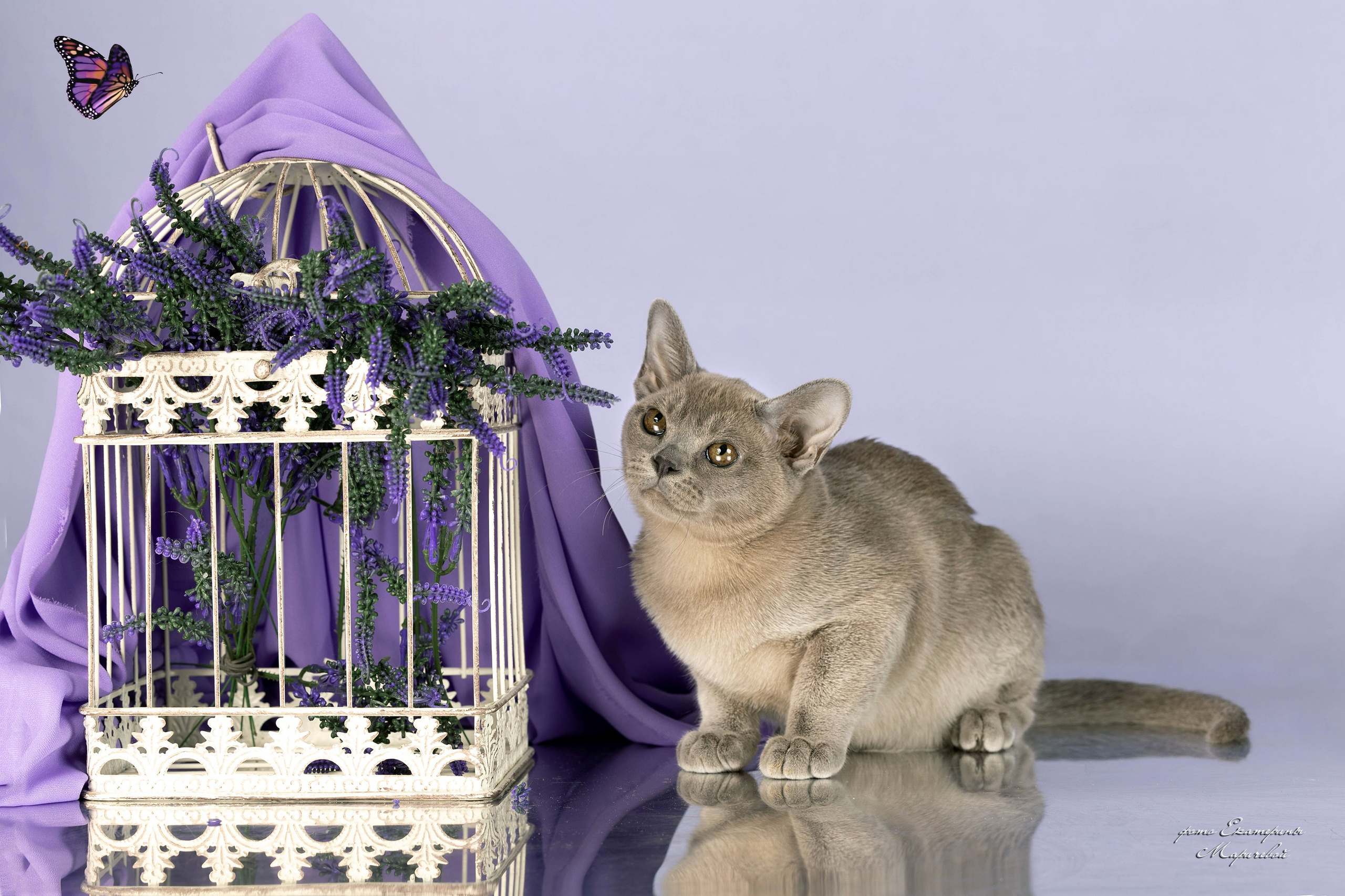 Стендовая съёмка на выставках кошек. Фотограф-анималист в Омске Екатерина Маричева
