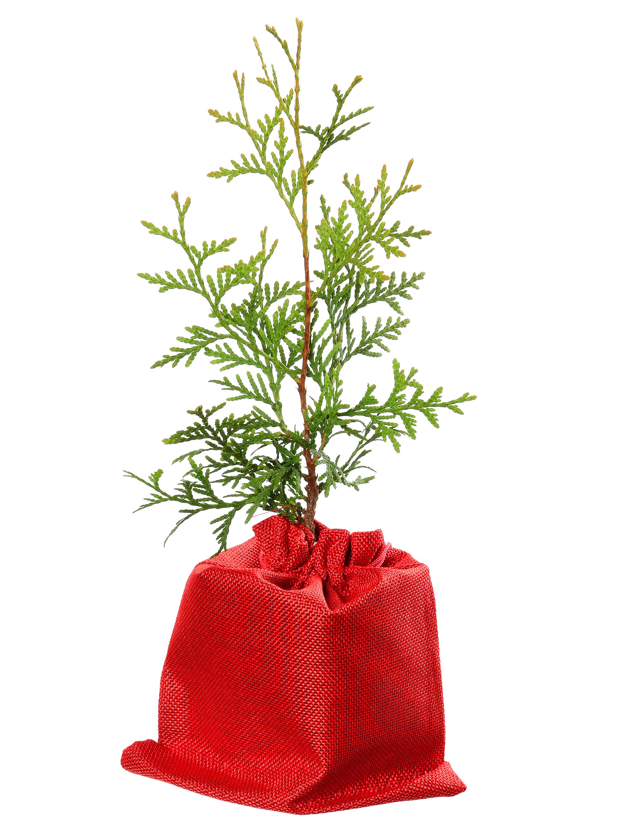 саженец туя западная брабант