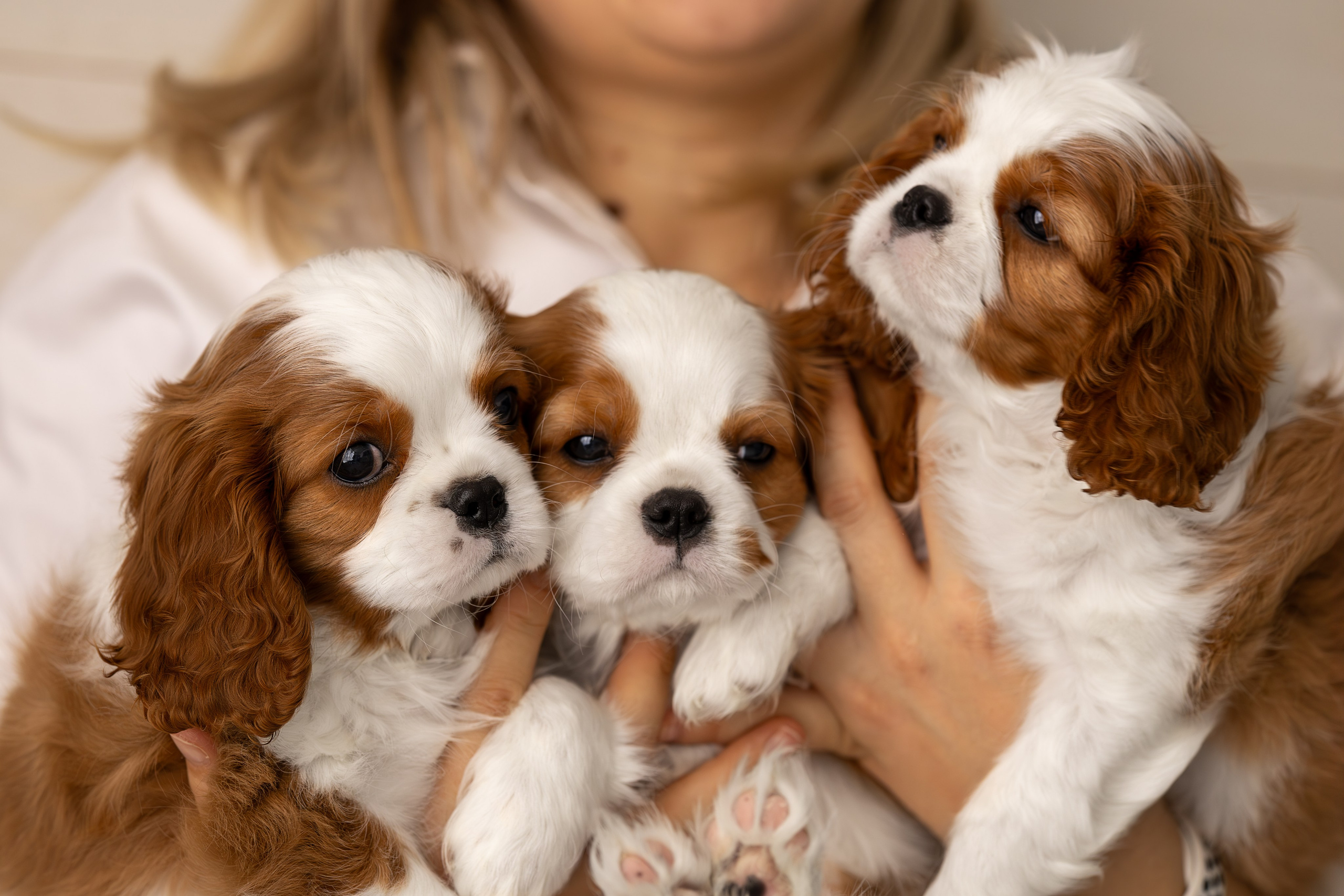 Детки кавалерчики. Ирина Голомб|Фотограф-анималист в  Сочи и Калининграде