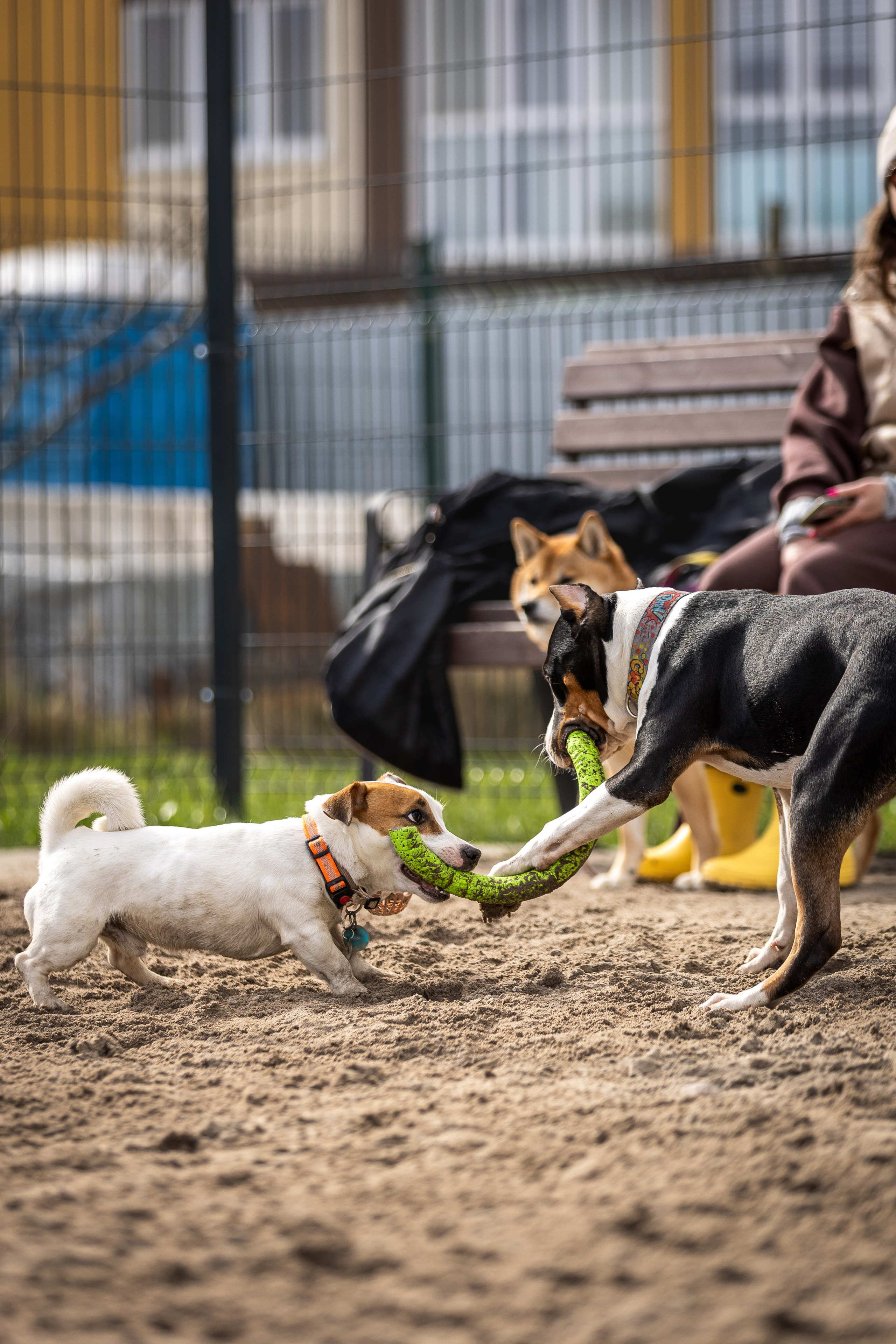 Догтуса 24.03.2024. Ирина Голомб|Фотограф-анималист в  Сочи и Калининграде