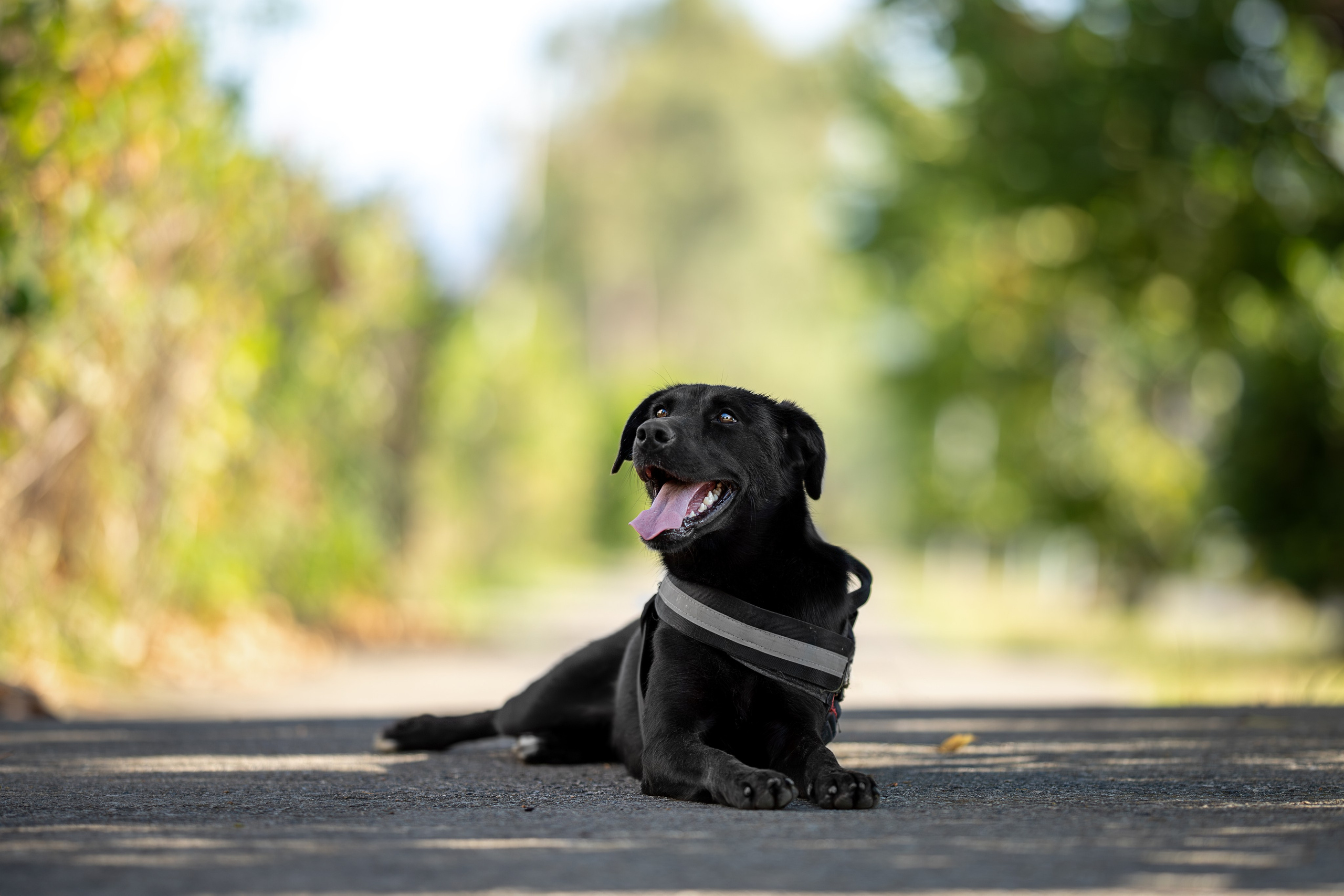 Кураторские питомцы Сириус. Ирина Голомб|Фотограф-анималист в  Сочи и Калининграде