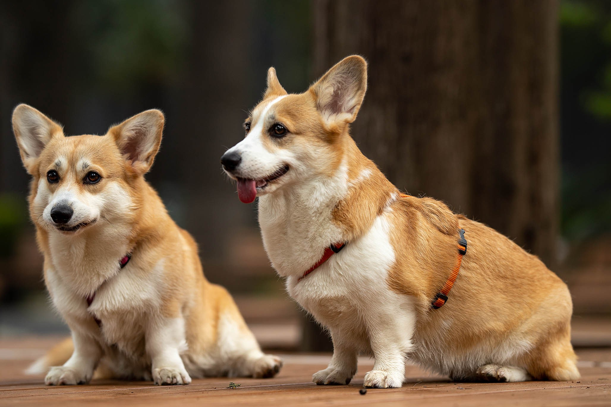 Лиса и Деви, корги. Ирина Голомб|Фотограф-анималист в  Сочи и Калининграде