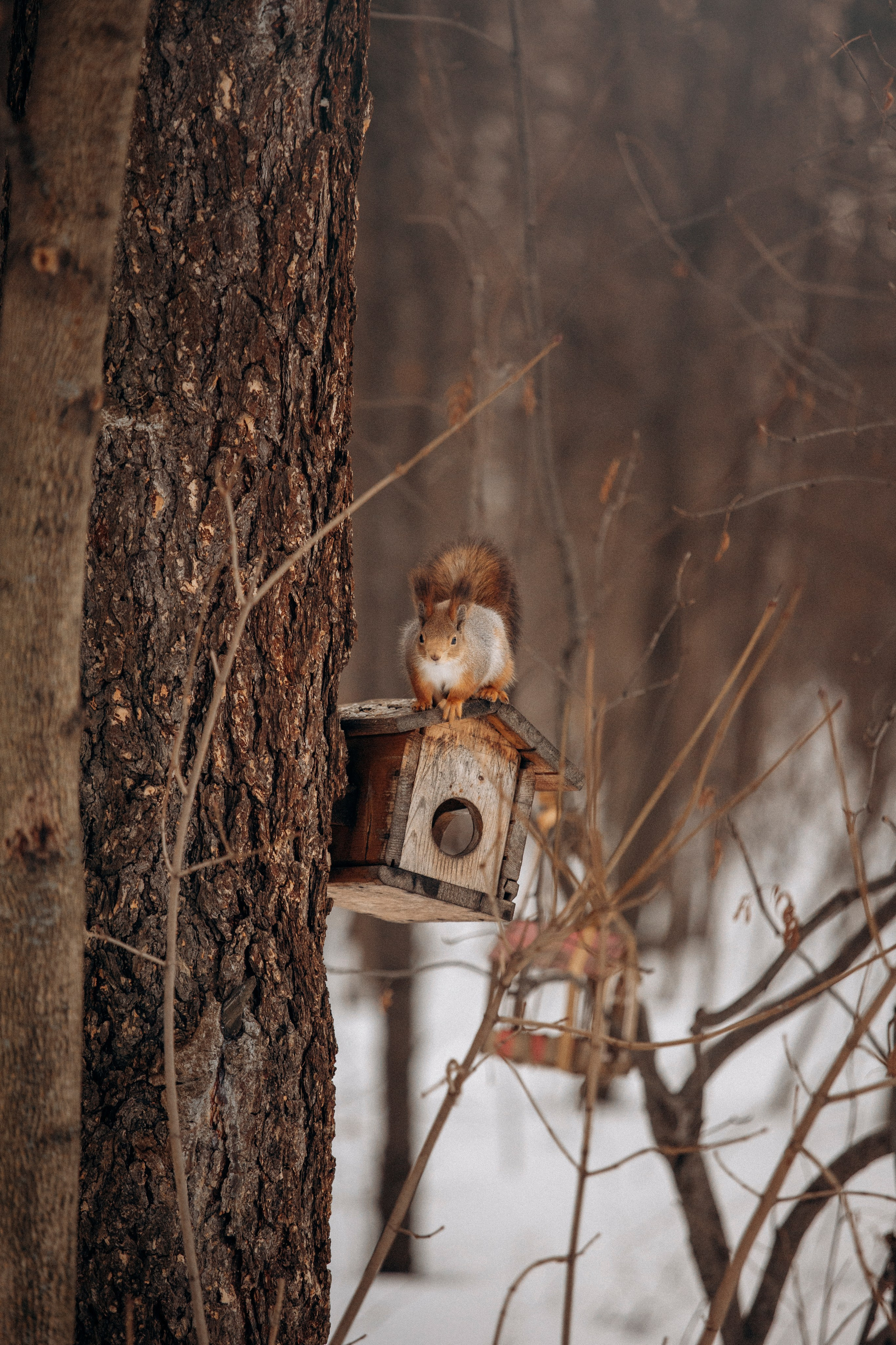 Дарья и Мики. Фотограф — Анималист | Санкт-Петербург