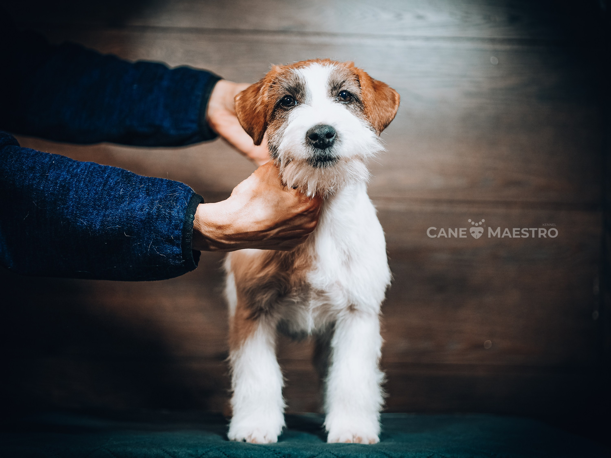 Кобель ХАН СОЛО. CANE MAESTRO — kennel Jack Russell Terrier