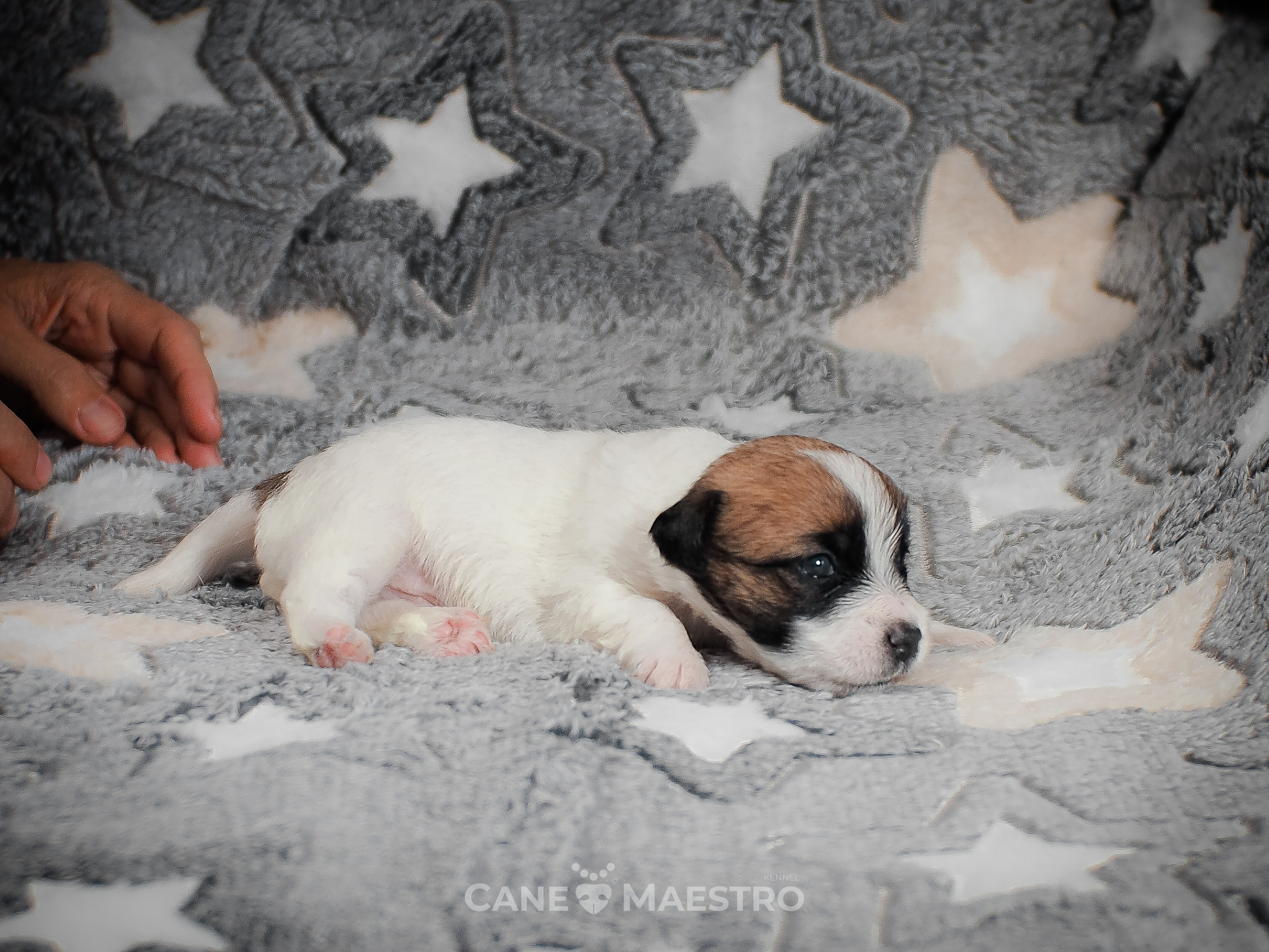 КОБЛ_5_БР_27. CANE MAESTRO — kennel Jack Russell Terrier